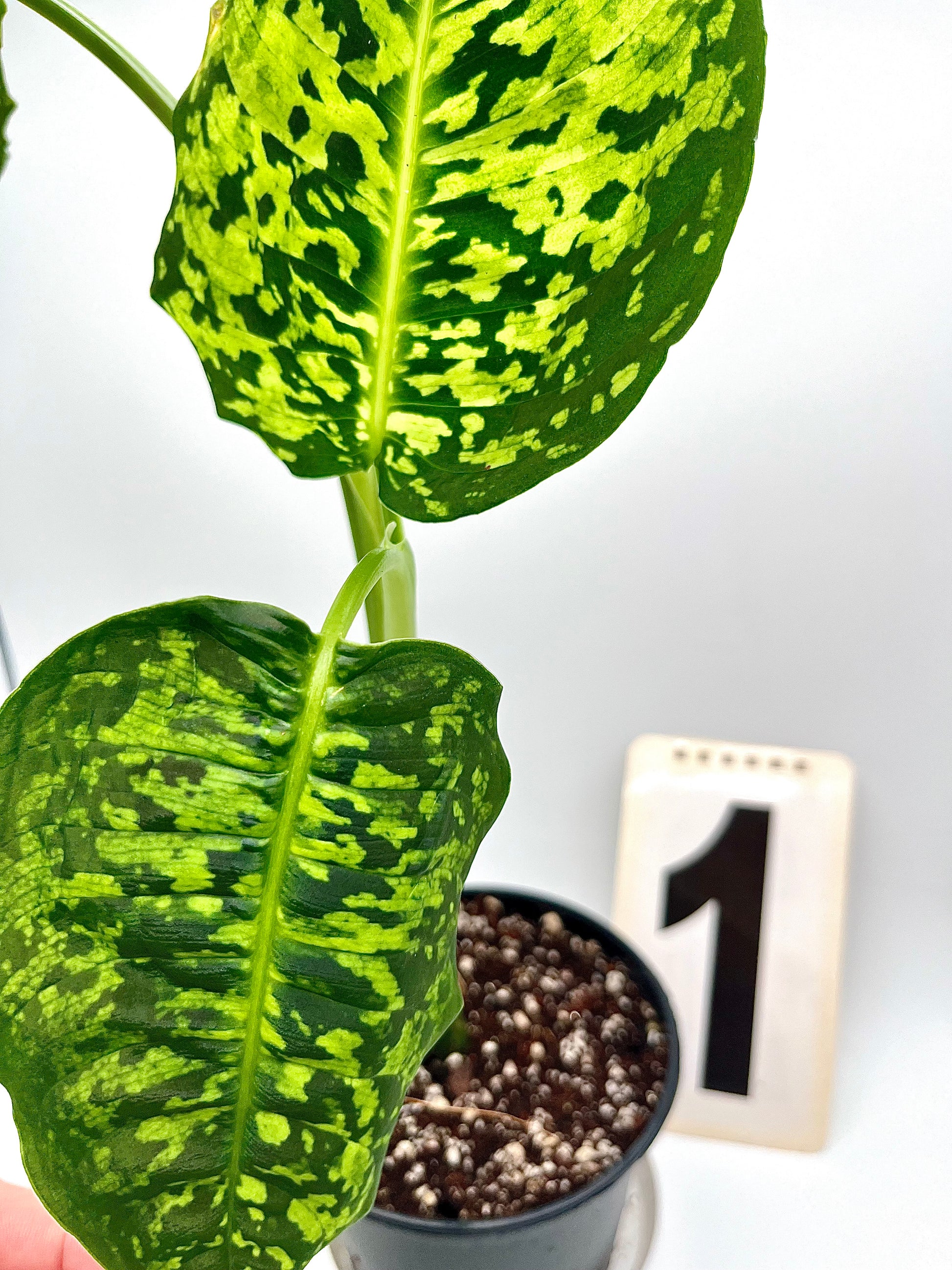 Dieffenbachia Reflector