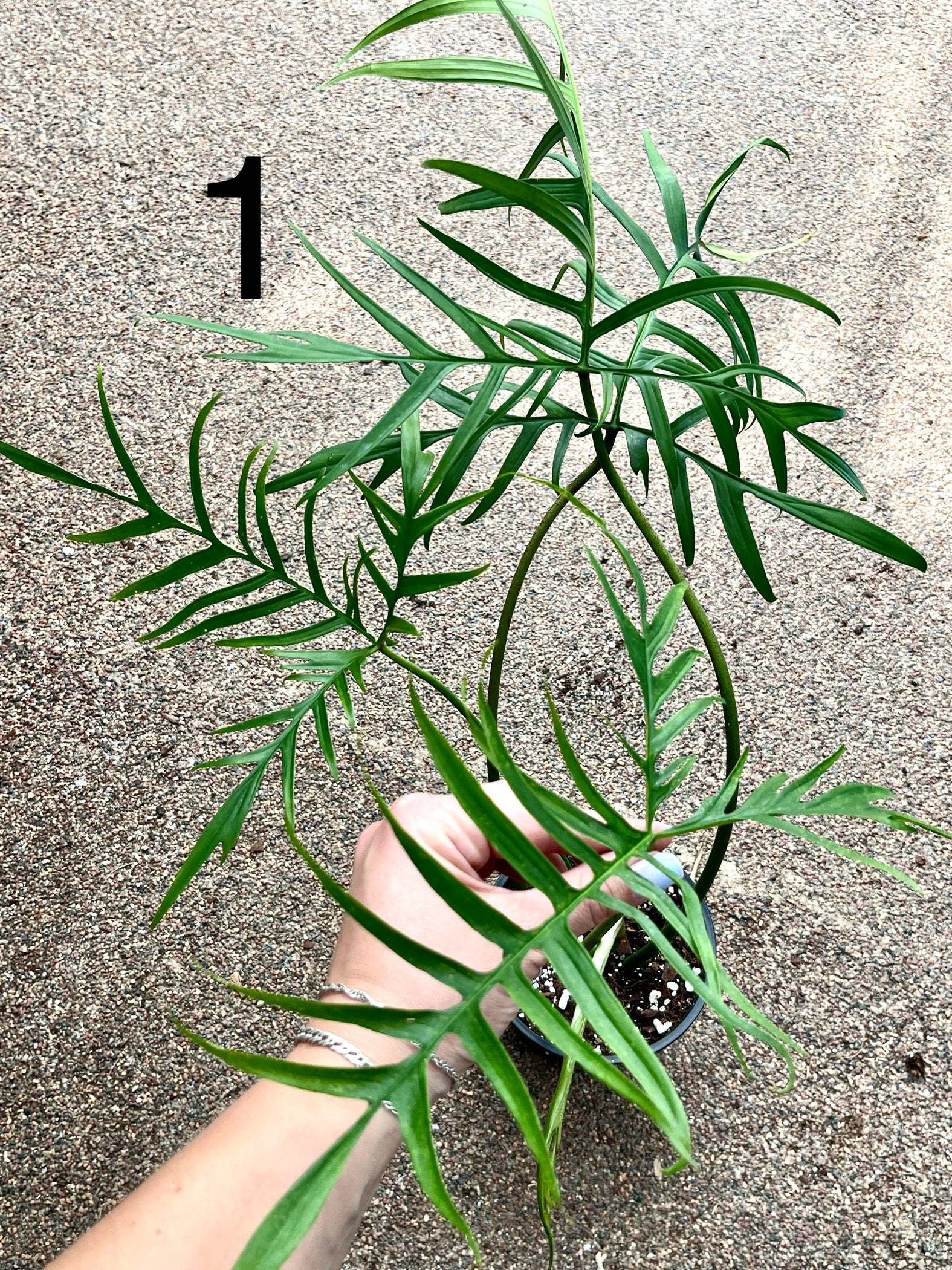 Philodendron Polypodioides