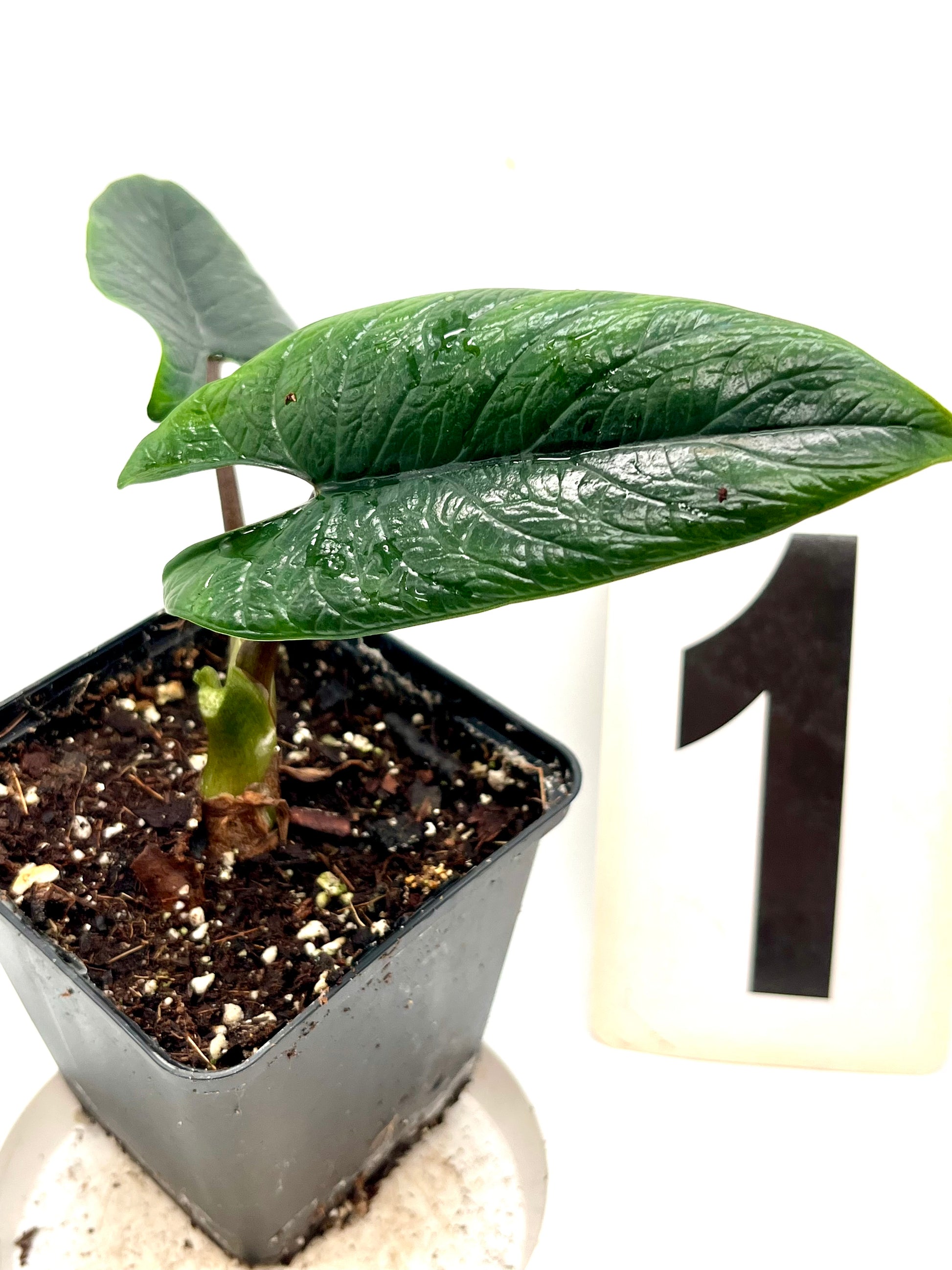Alocasia Scalprum
