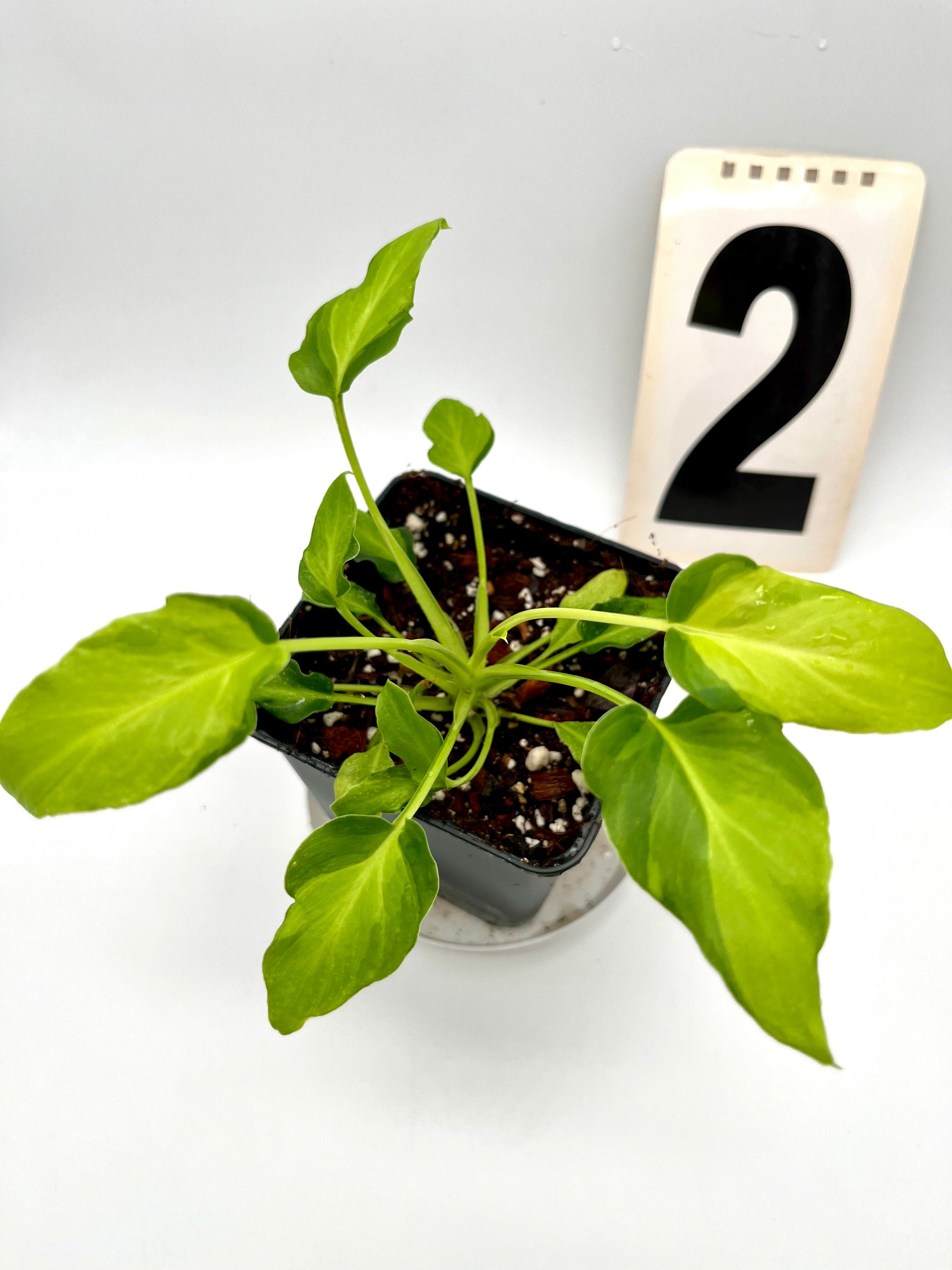 Philodendron Xanadu Dwarf Variegata