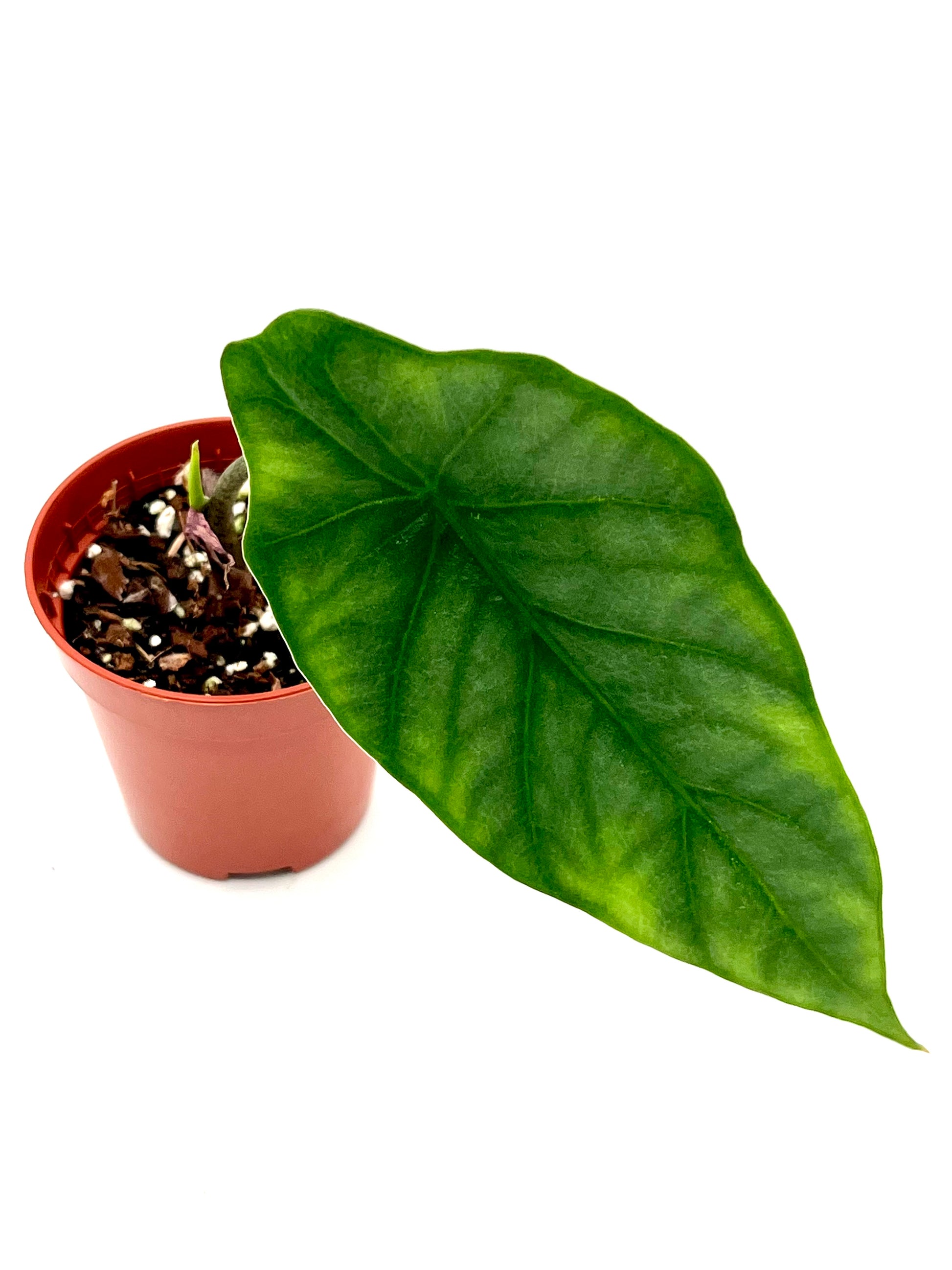 Alocasia Heterophylla