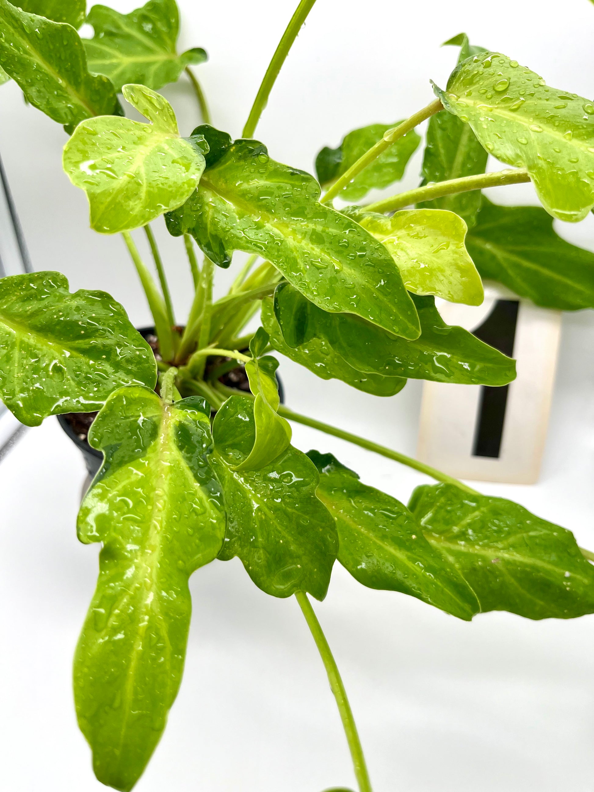 Philodendron Xanadu Dwarf Variegata