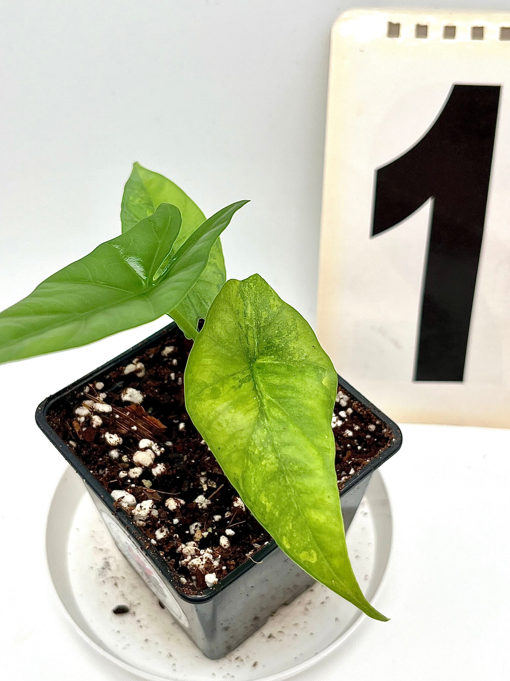 Alocasia Simpo Aurea Variegata