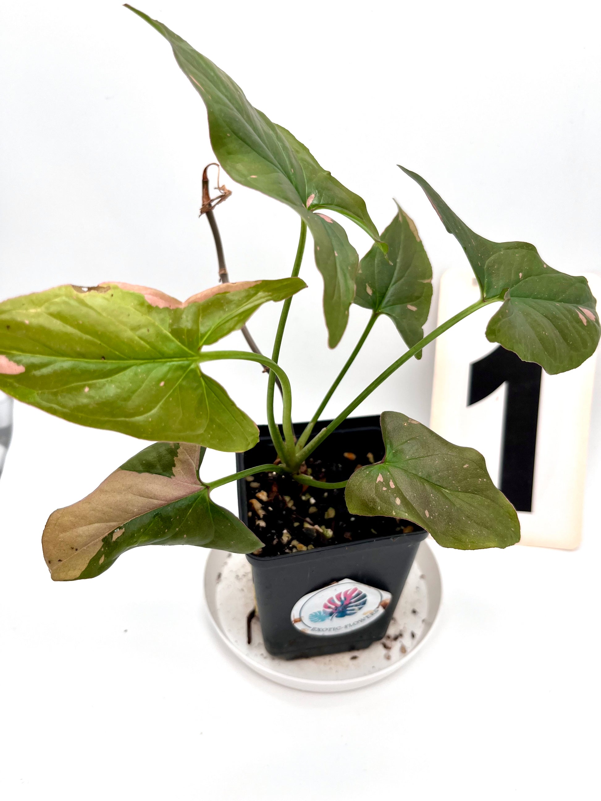 Syngonium Red Spot