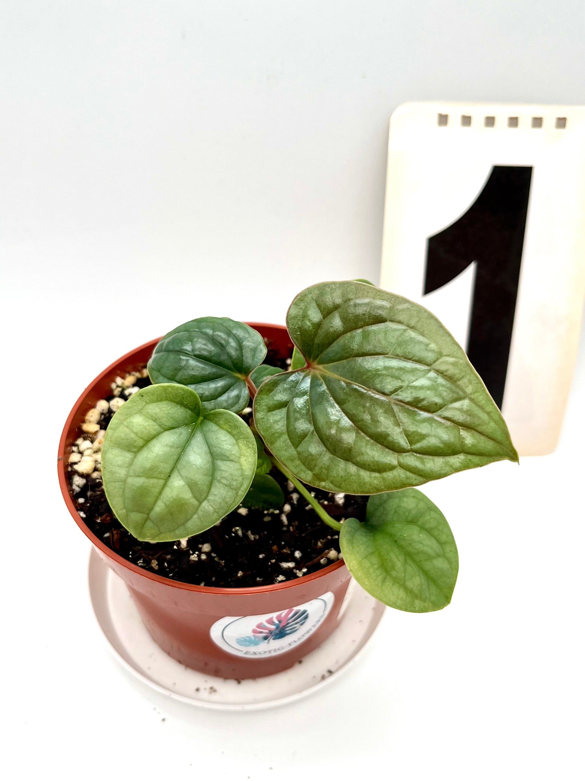 Anthurium Luxurians
