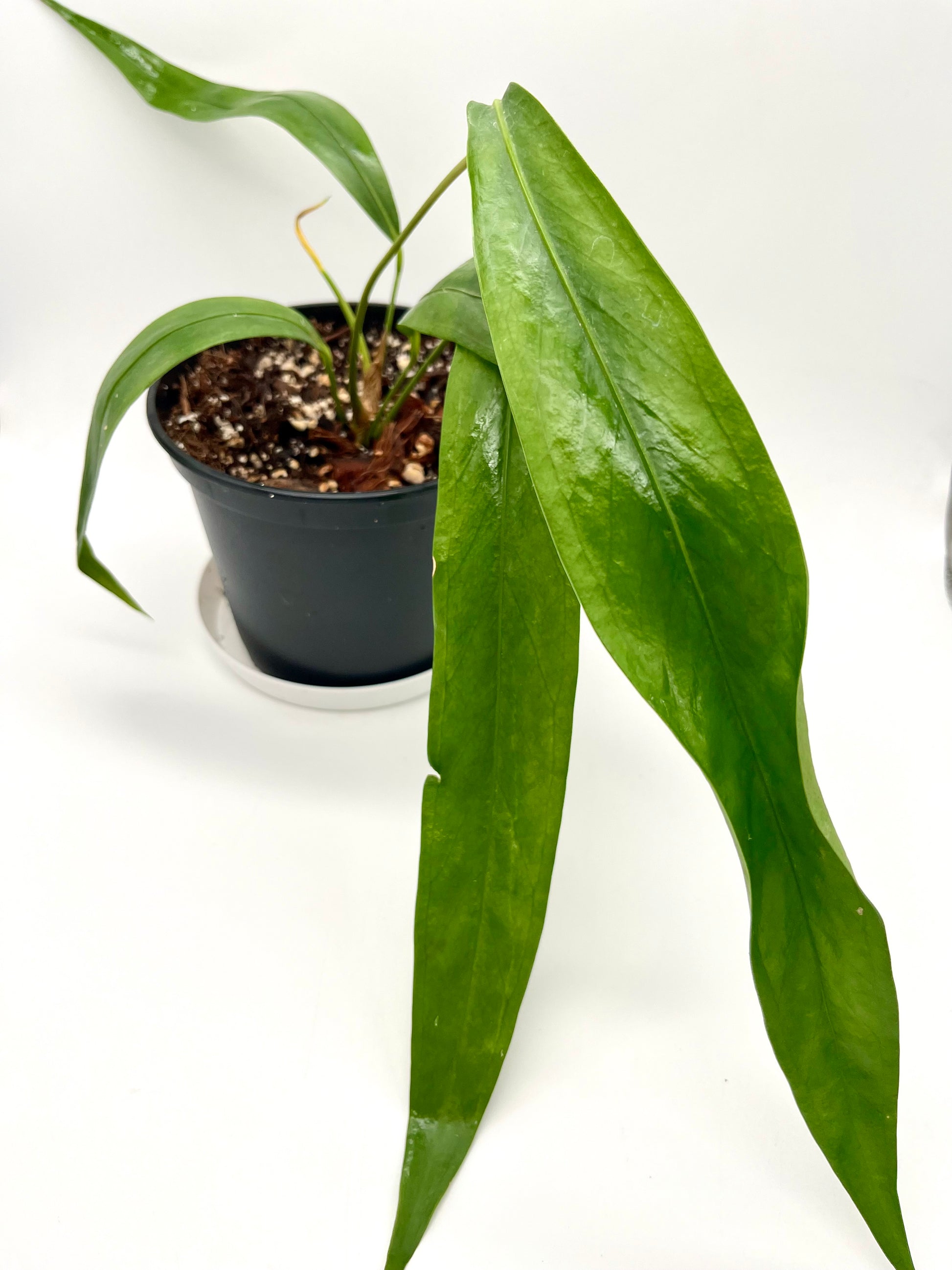 Anthurium Type Pendens JA