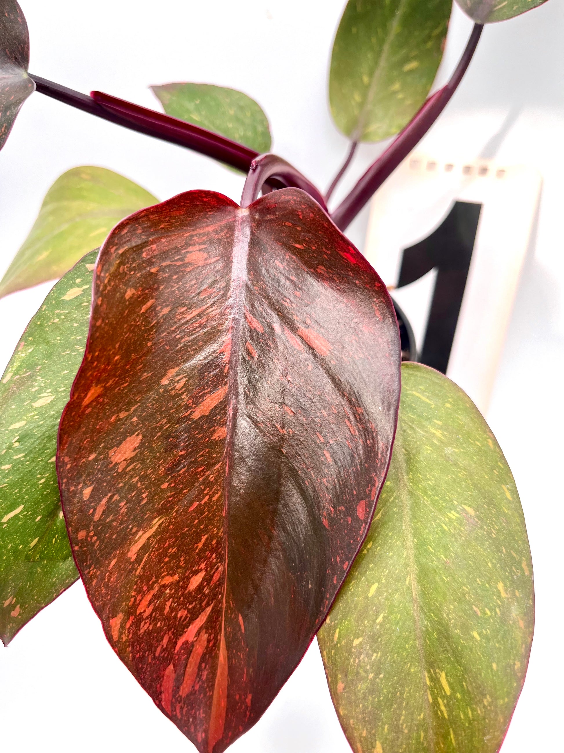 Philodendron Orange Princess