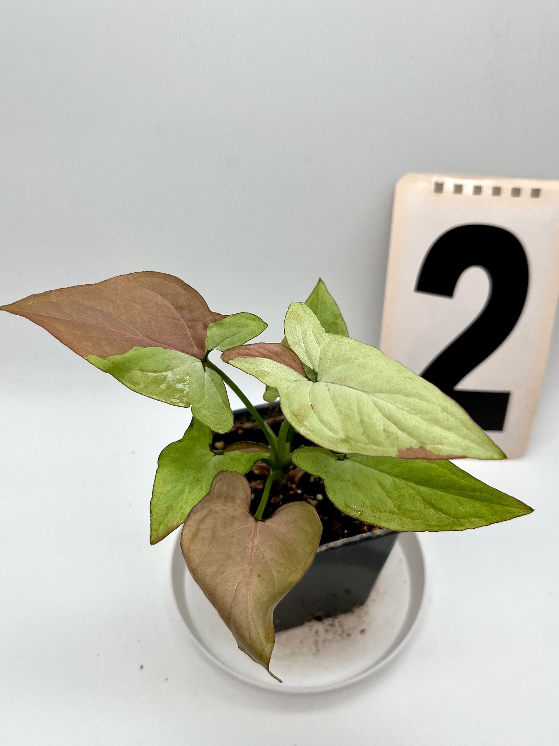 Syngonium Strawberry Milk