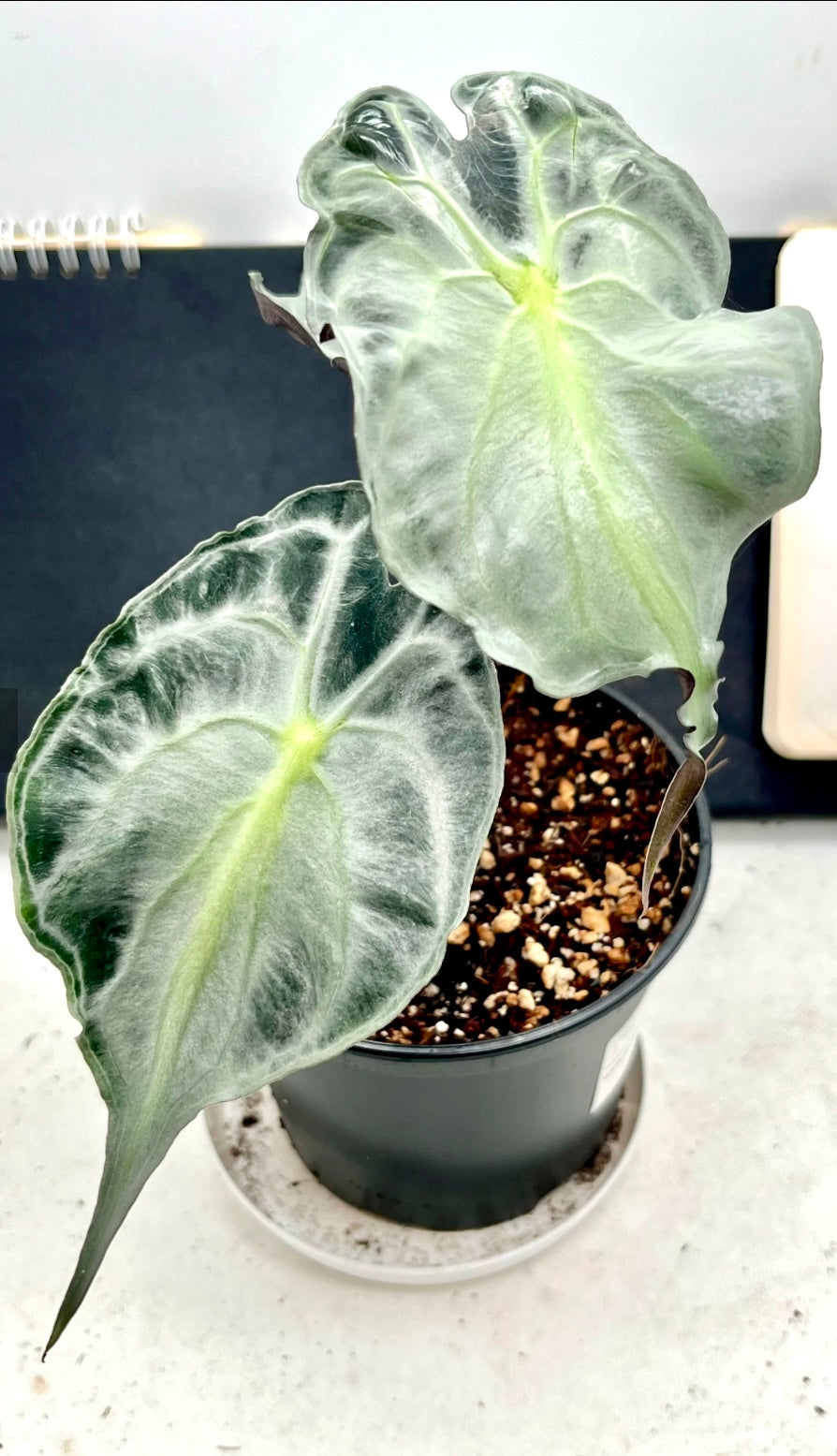 アロカシア ヴェノム Alocasia 'Venom' 管理番号24 アロカシア ヴェノム Alocasia 'Venom' 管理番号46