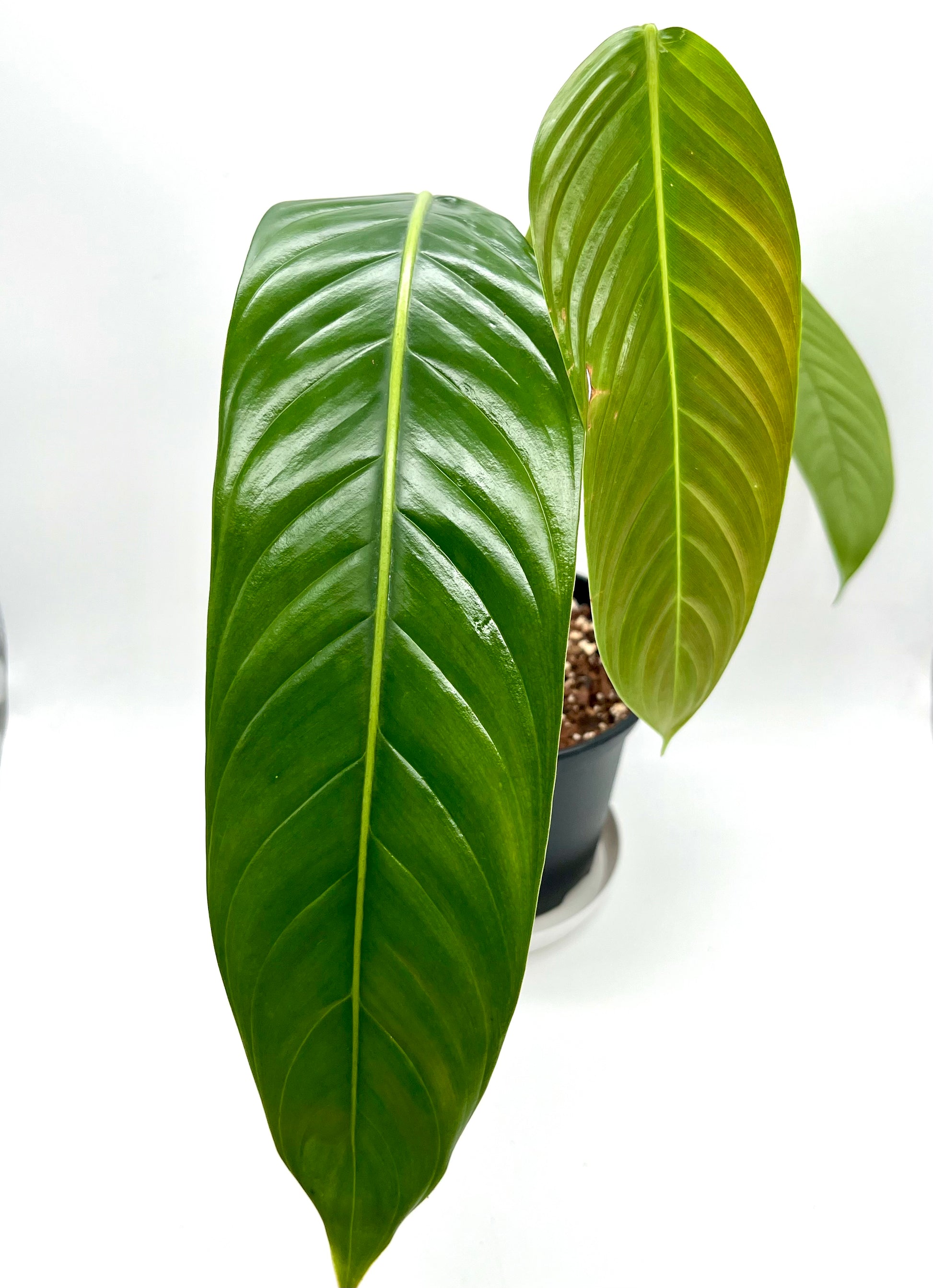 Philodendron Heterocraspedon