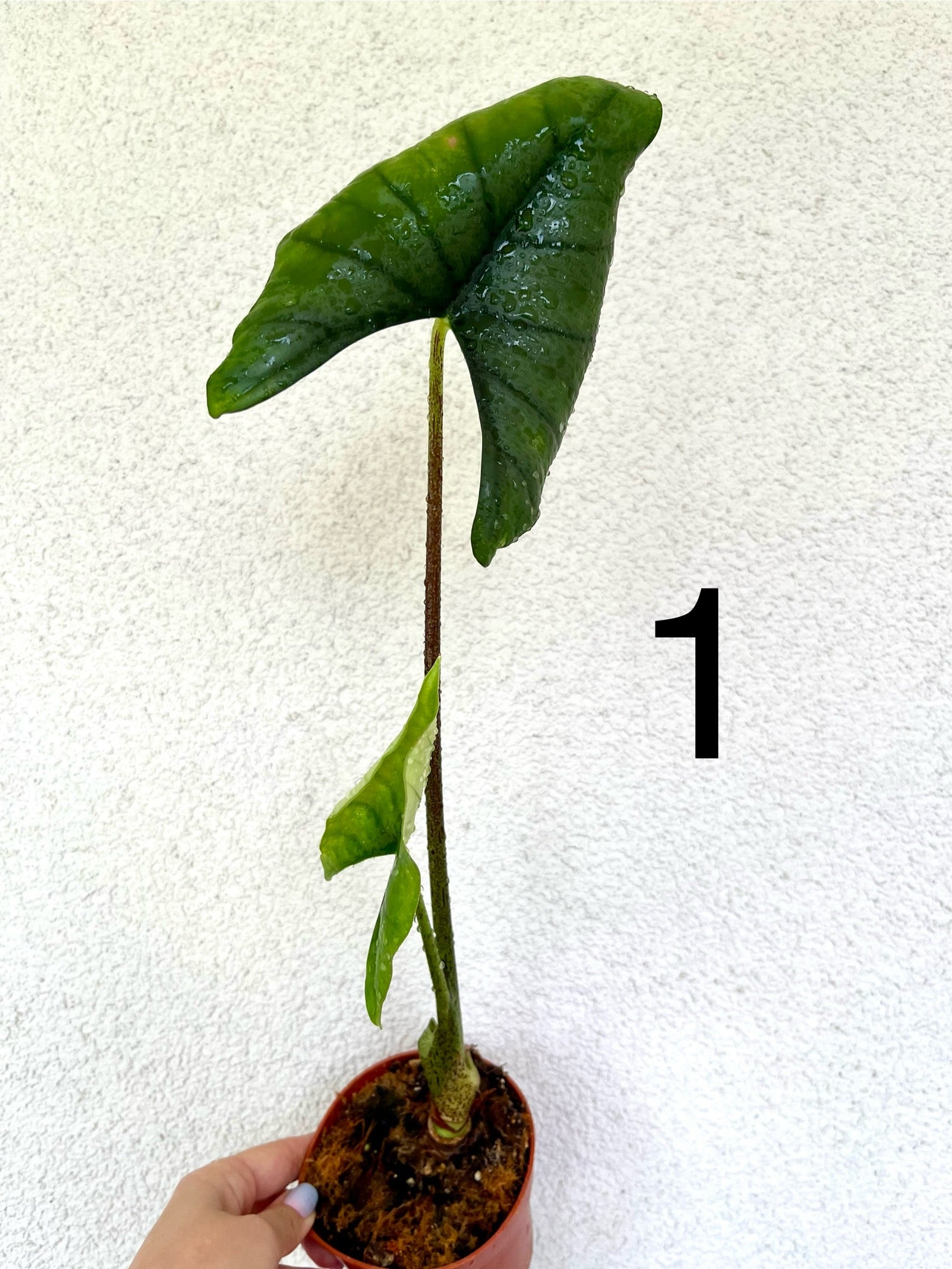 Alocasia Bisma Silver