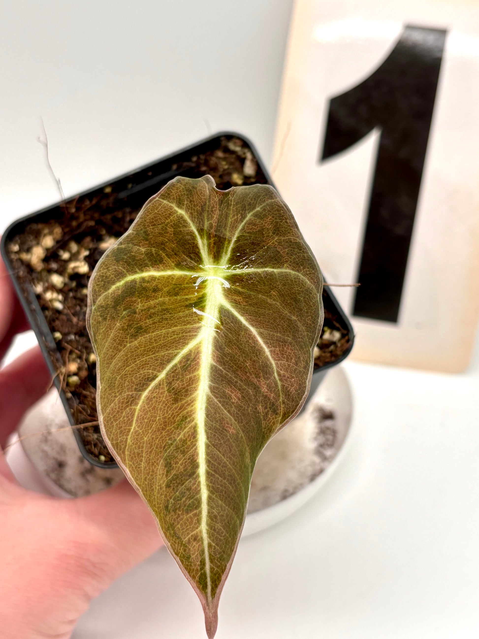 Alocasia Black Velvet Aurea Variegata