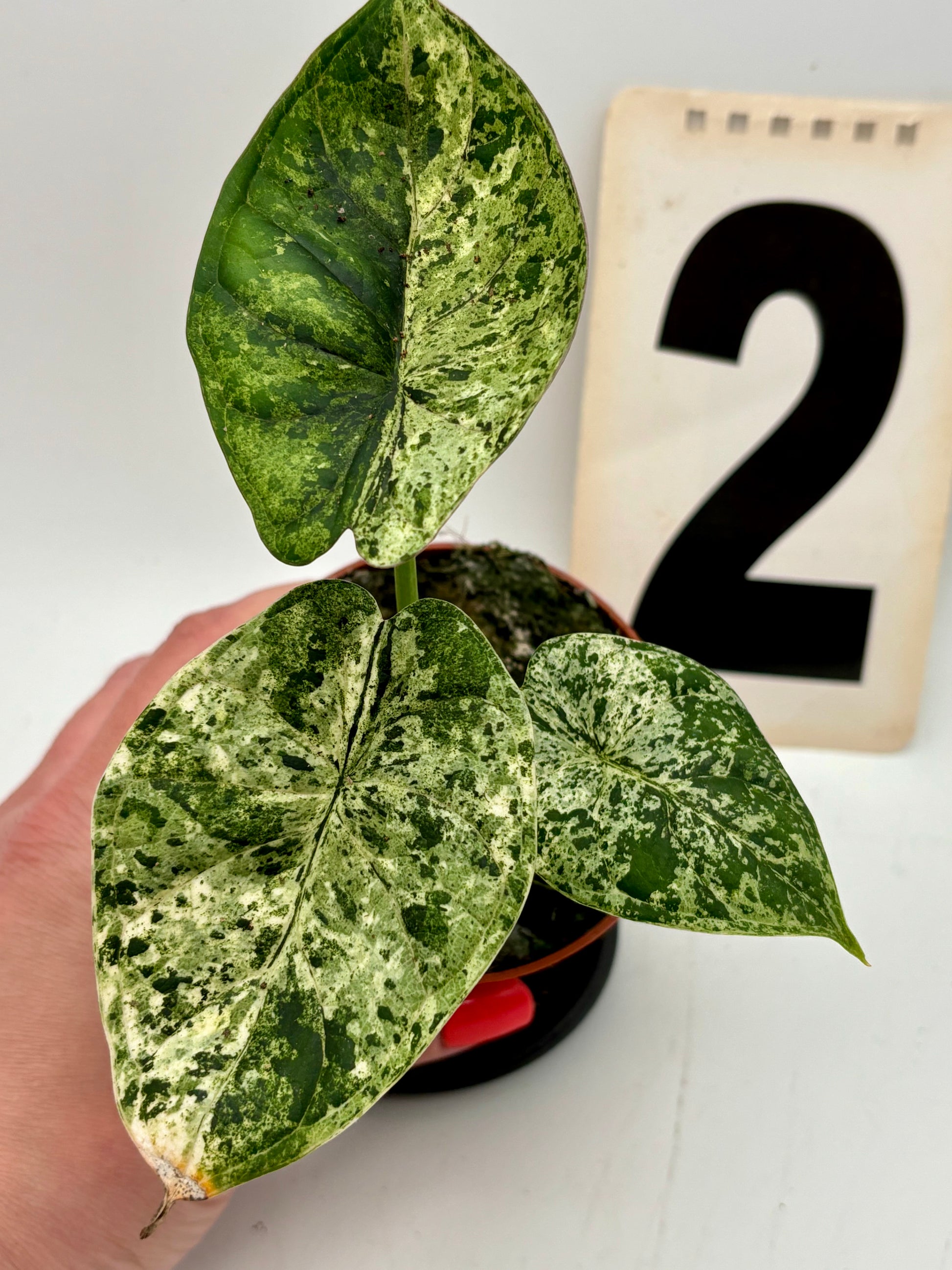 Alocasia Dragon Scale Mint Pflanze mit großen, dekorativen Blättern und auffälliger Musterung, im Top auf natürlichem Hintergrund.