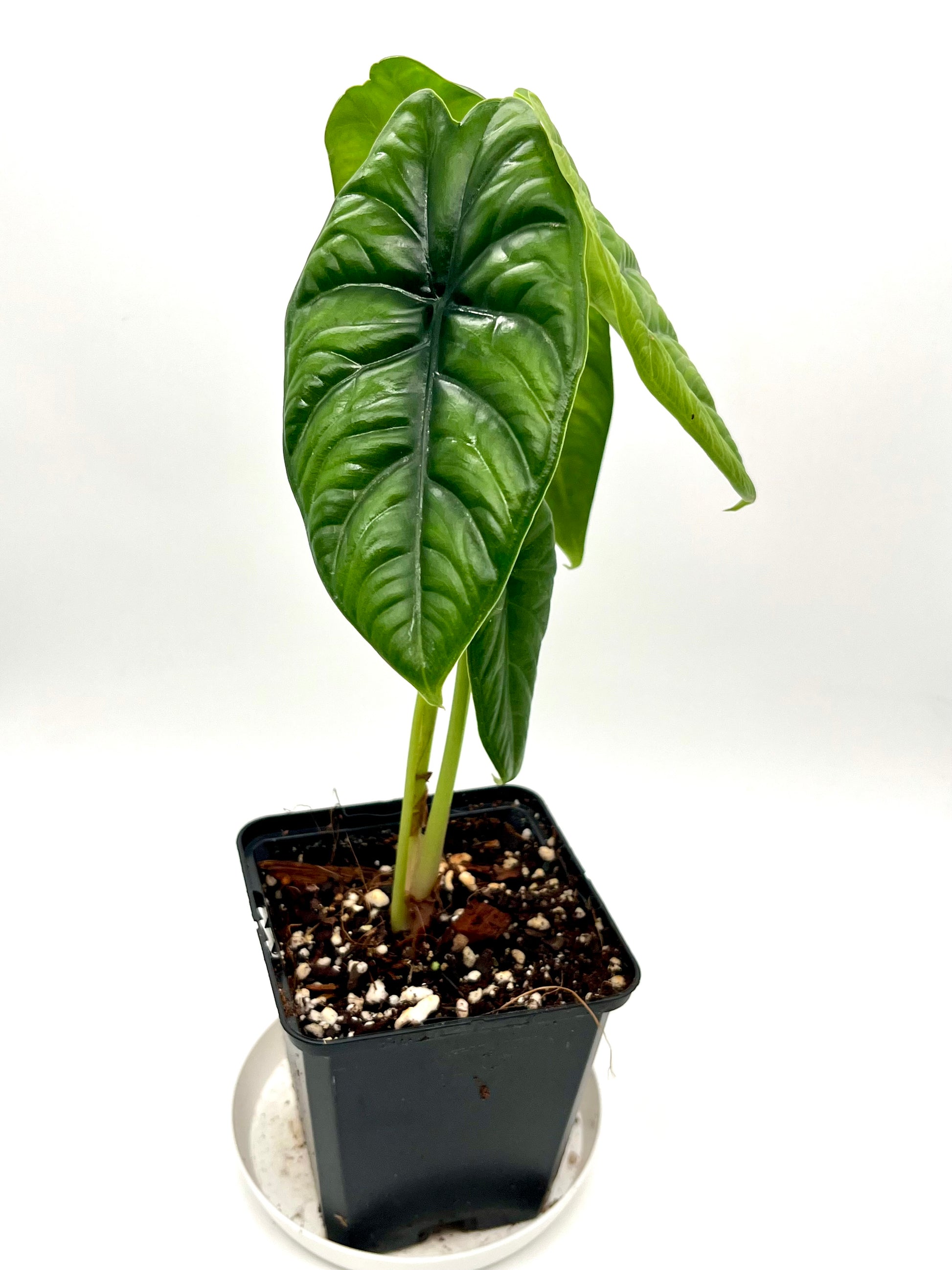 Alocasia Puncak Borneensis