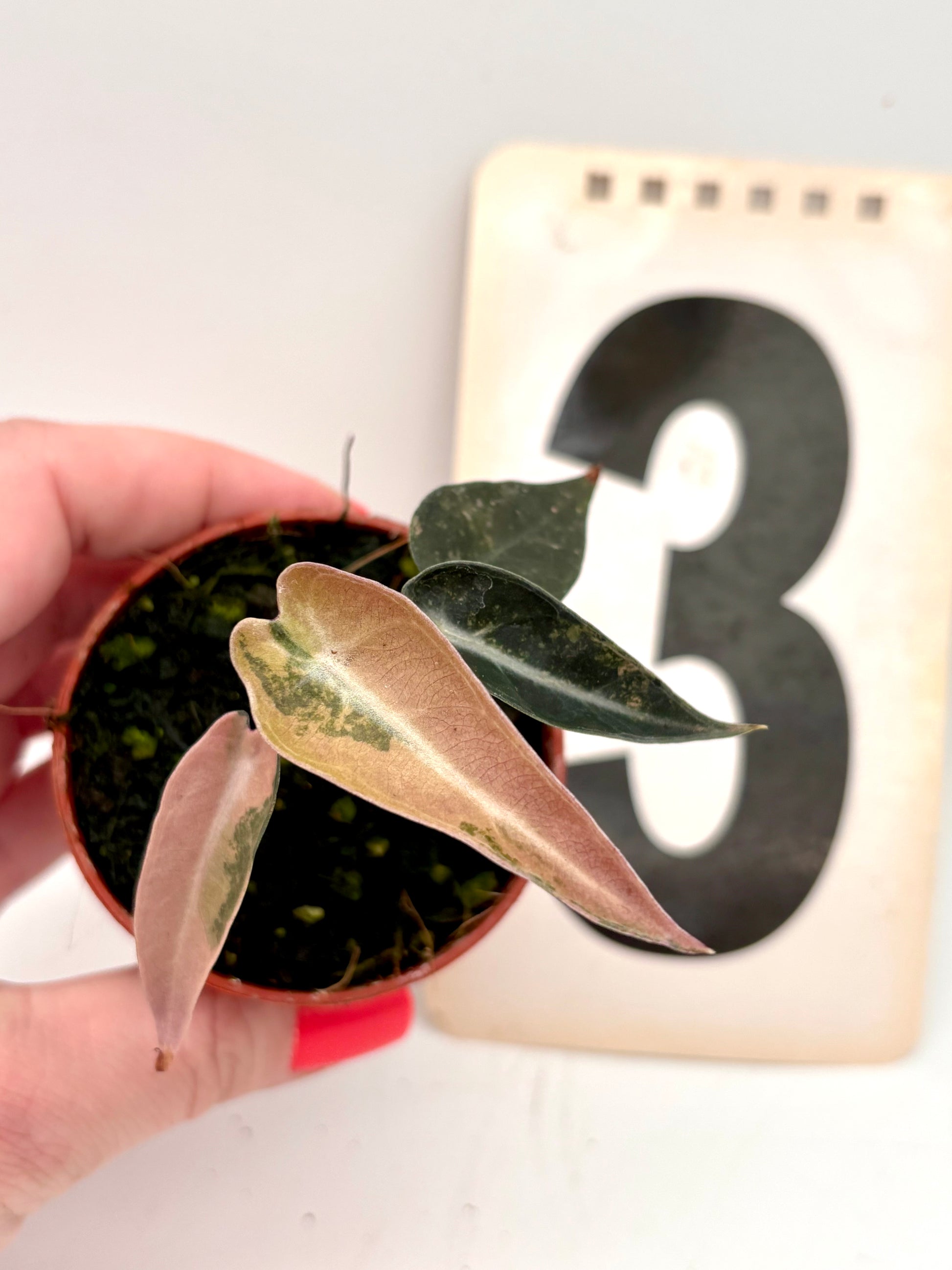 Alocasia Bambino Aurea Variegata Pflanze mit goldgelben und grün variierten Blättern, von Exotic-Flowers, im Top.