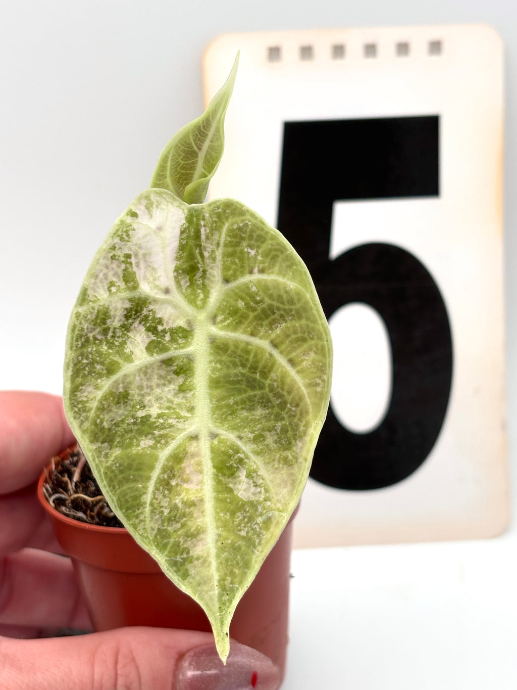 Alocasia Watsoniana Doff Variegata
