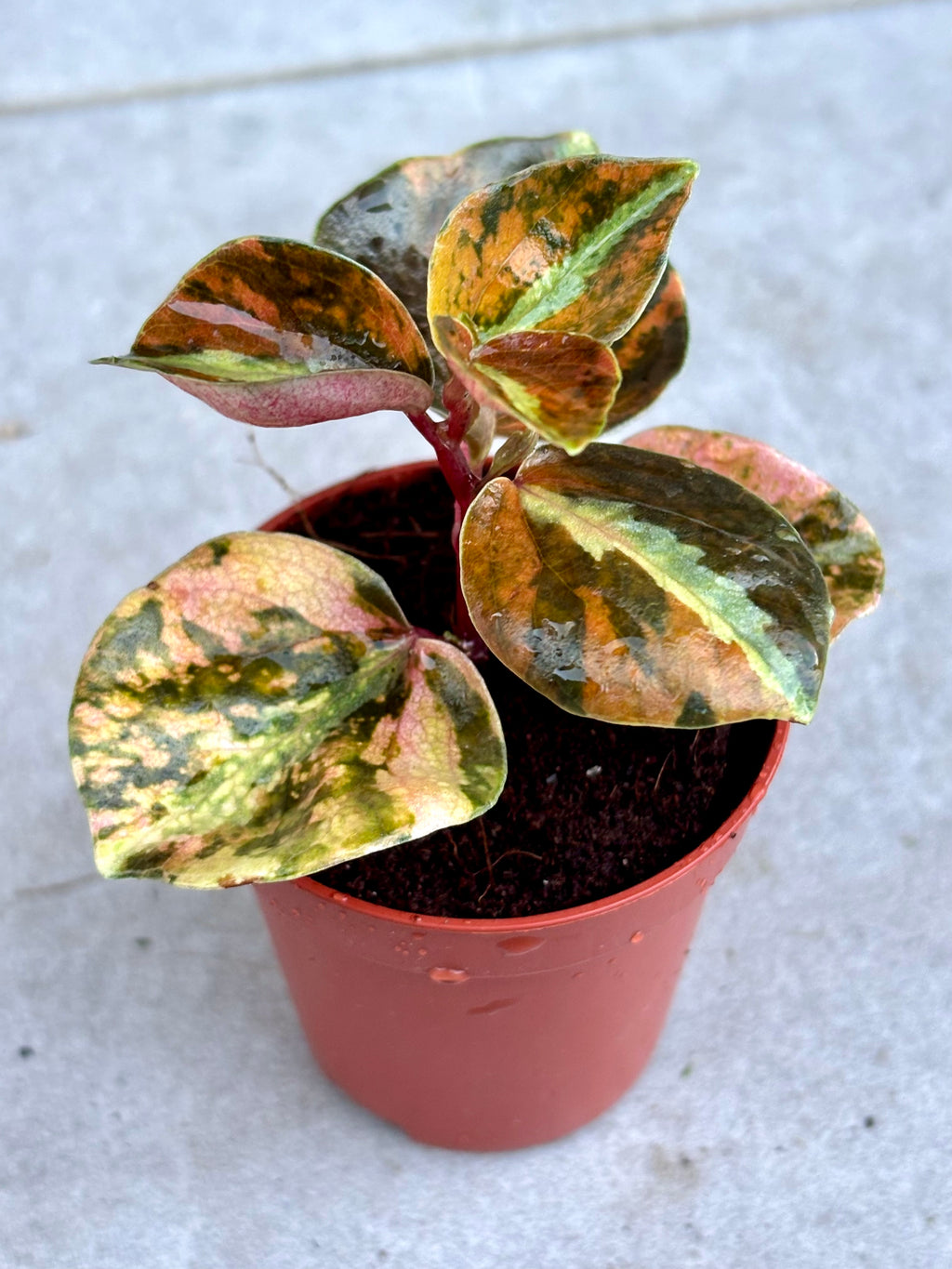 Peperomia Creme Brulee Pflanze von Exotic-Flowers mit cremefarbenen Blättern und grünen Rändern, Nahaufnahme der Blattstruktur.
