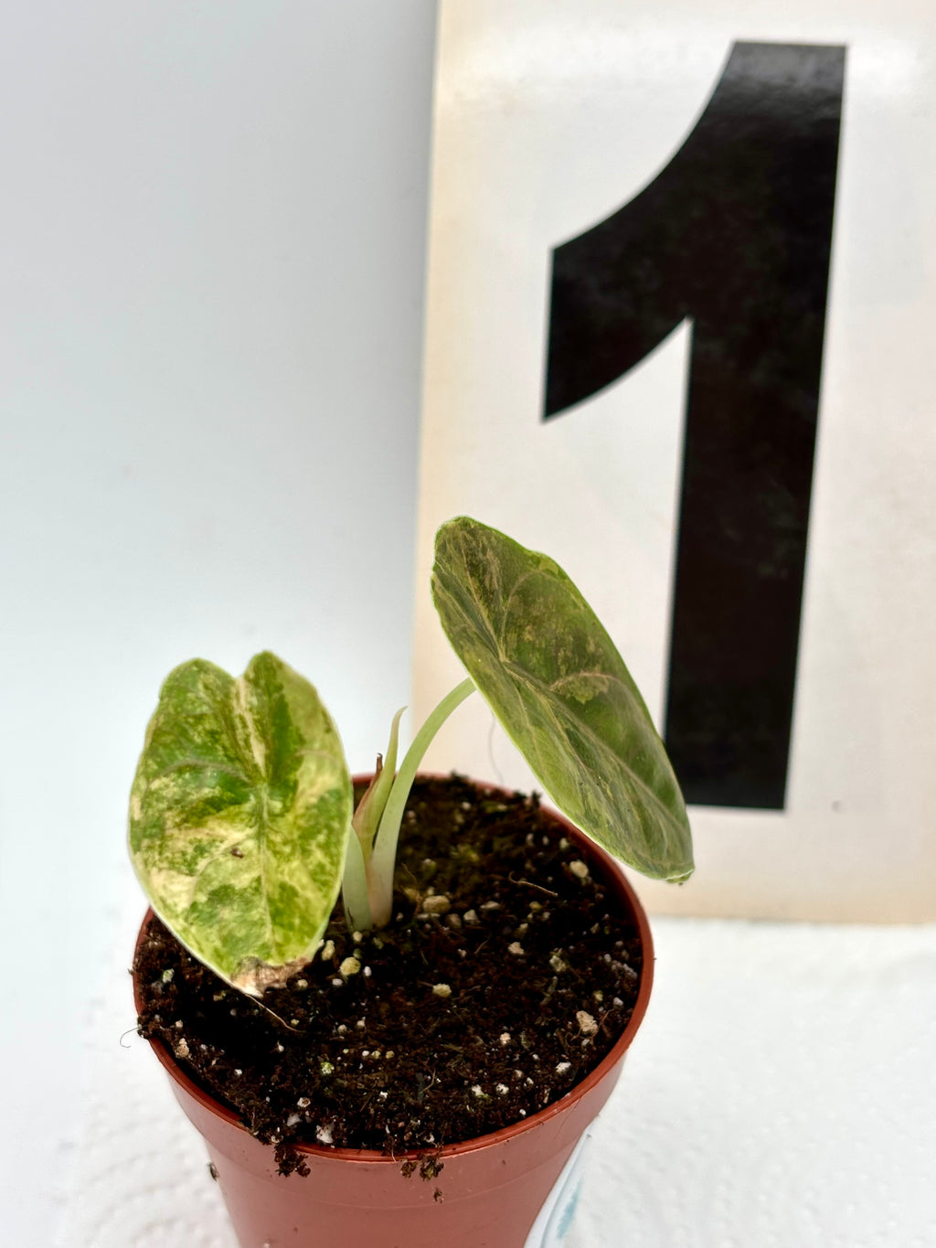 Alocasia Azlanii Aurea Variegata