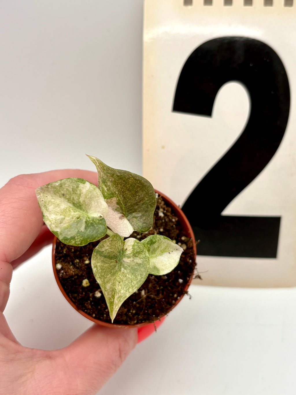 Alocasia Cuprea Mint Variegata