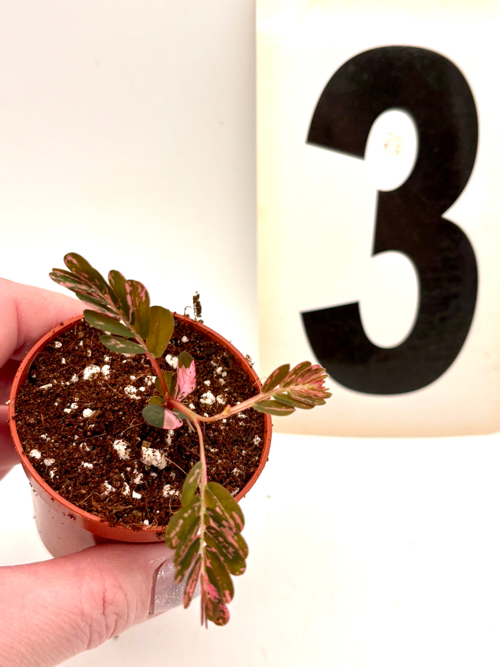 Phyllanthus Urinaria Pink Variegata - Exotic-Flowers