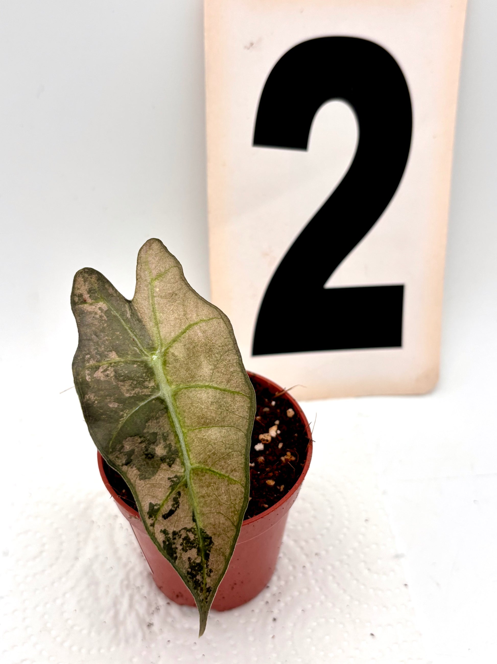 Alocasia Polly Variegata - Exotic-Flowers