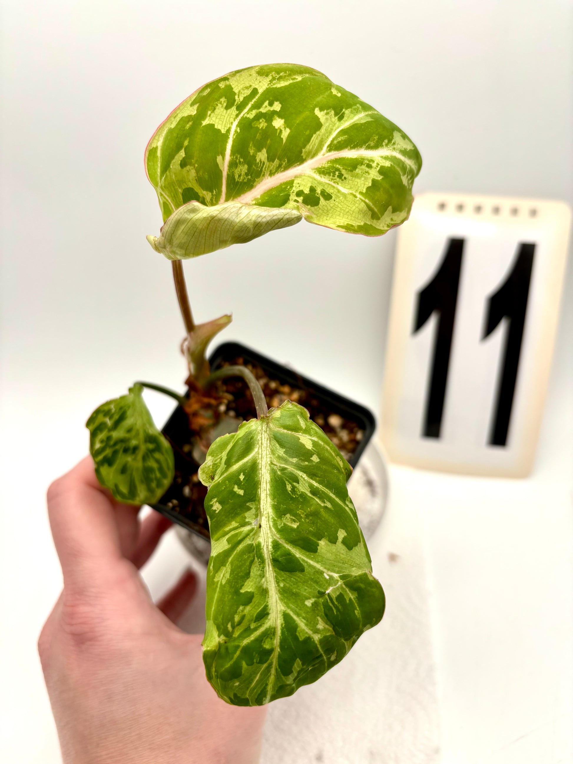 Philodendron Gloriosum Variegata / Snow Leopard