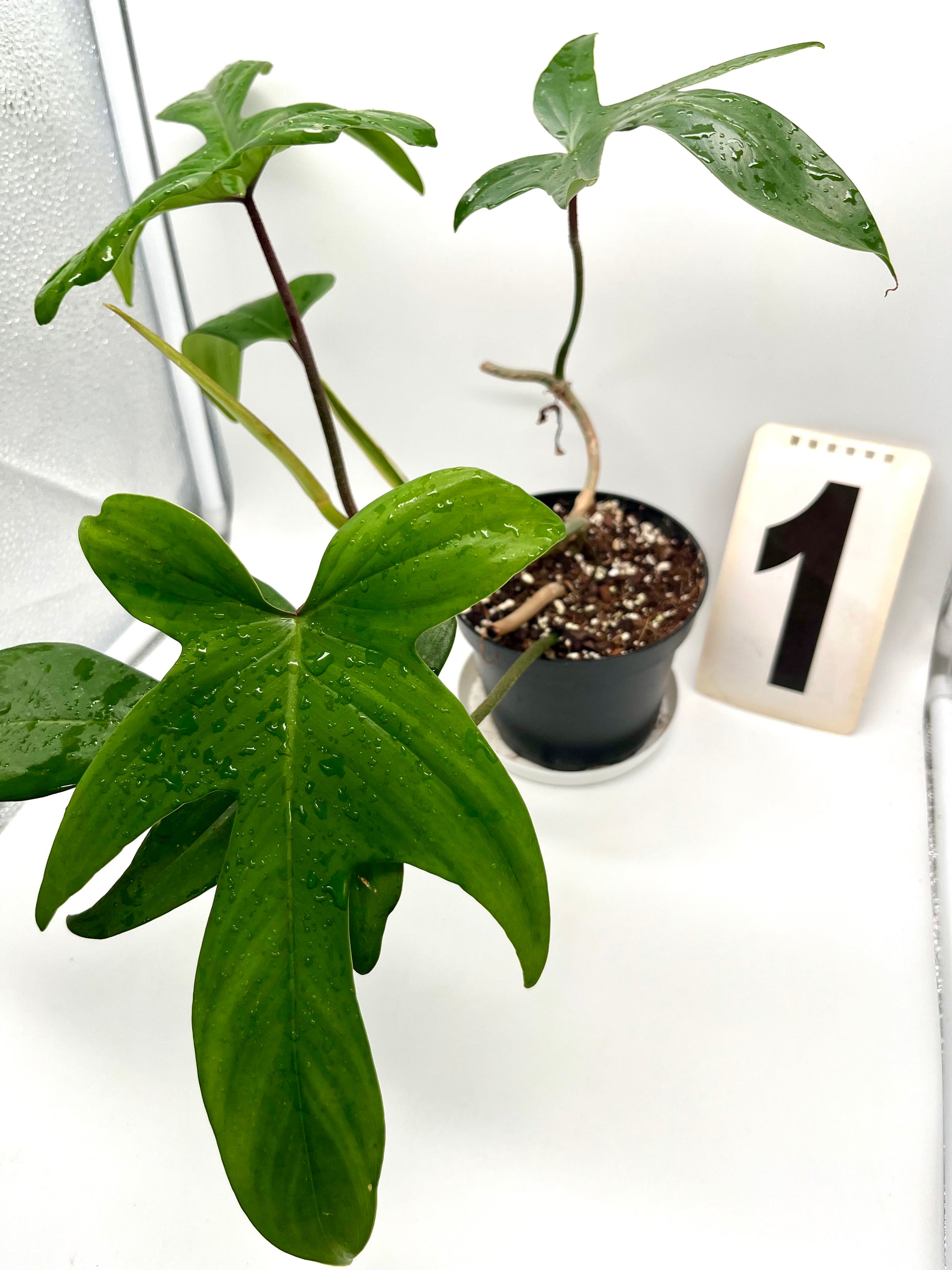 Philodendron Florida Beauty Green