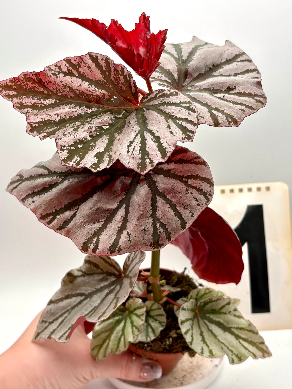 Begonia Looking Glass - Exotic-Flowers