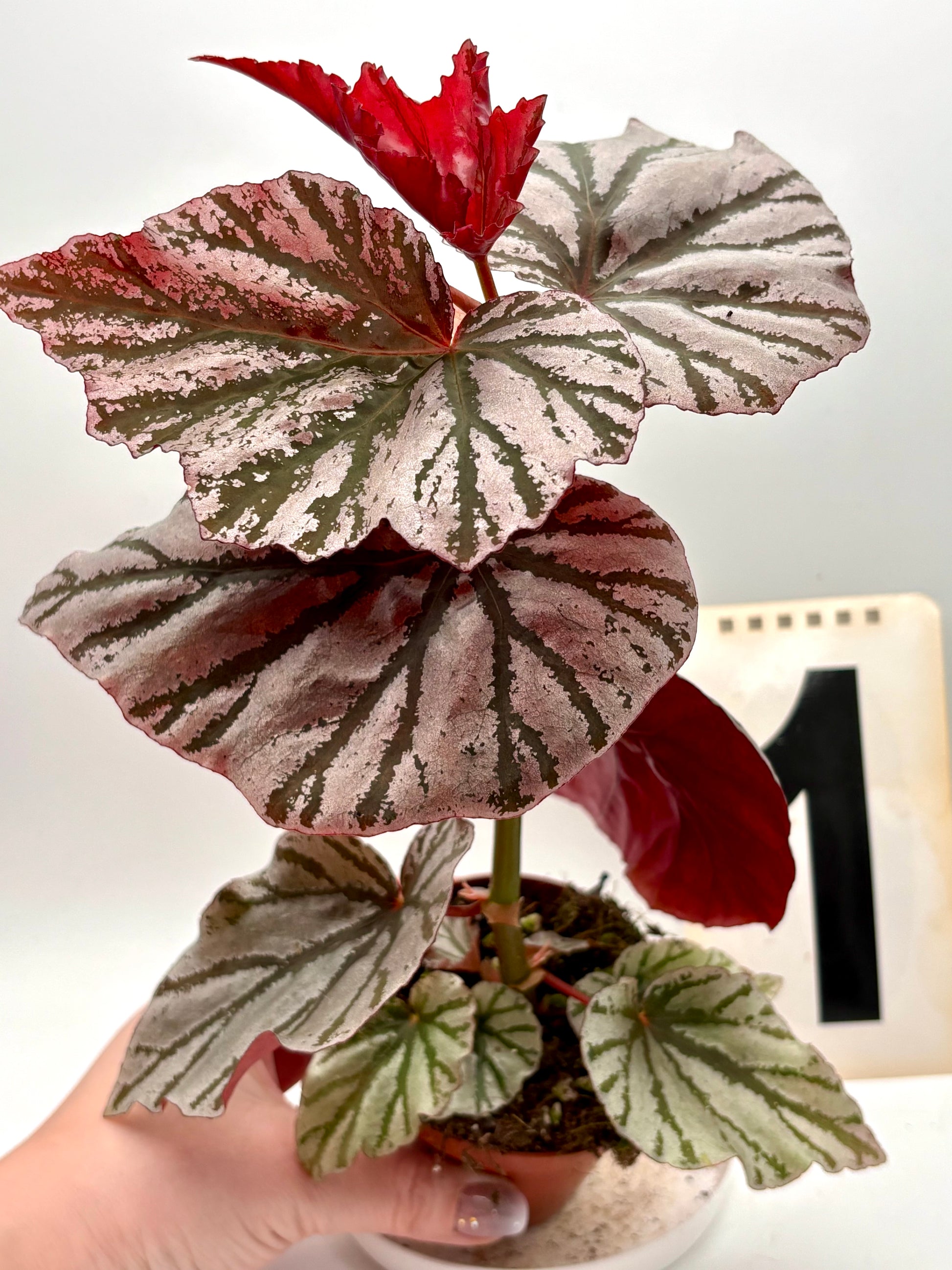Begonia Looking Glass - Exotic-Flowers