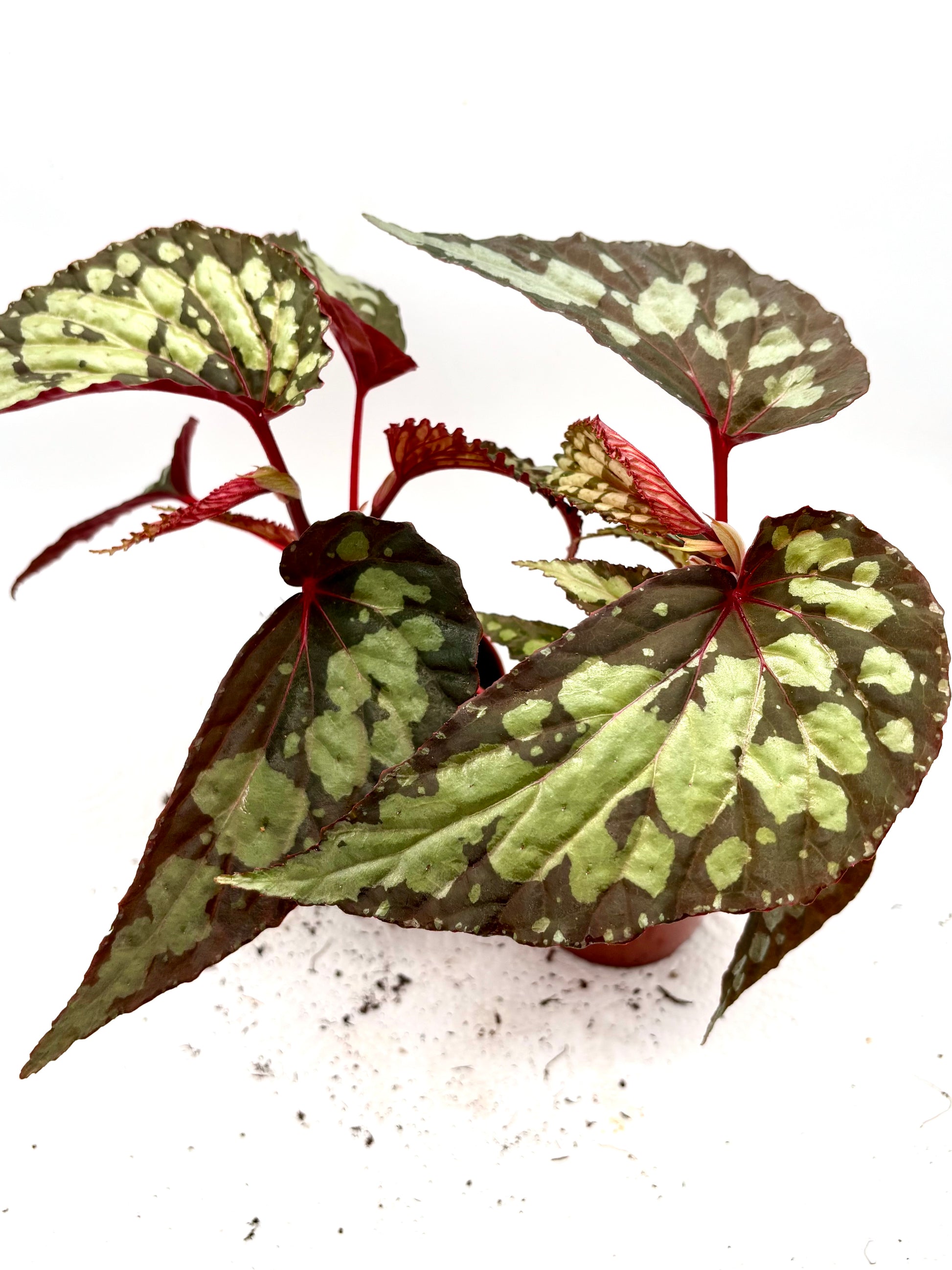 Hängender Begonien-Regenschirm von Exotic-Flowers mit bunten Blättern und zarten Blüten, dekorativ und farbenfroh.