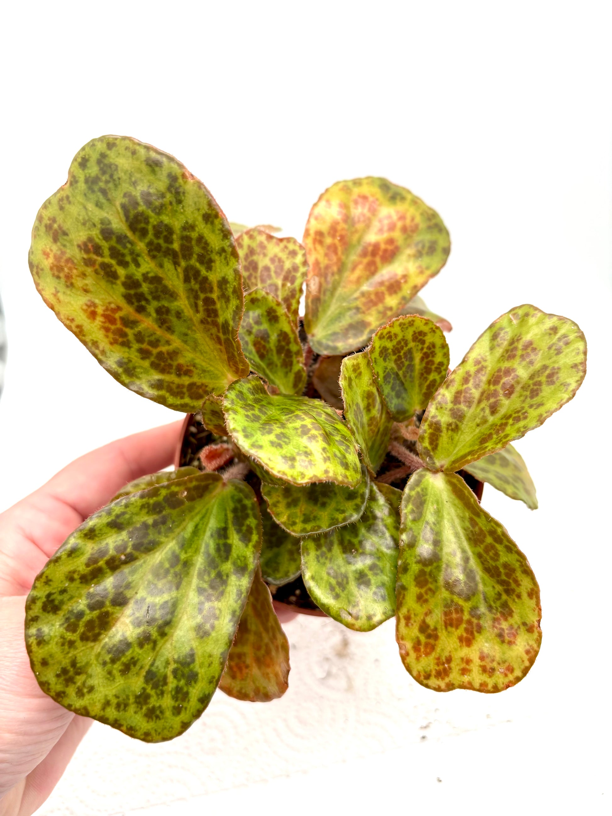Exotische Begonie blancii Mottled mit weißen und grünen gefleckten Blättern, Pflanze in Topf, Nahaufnahme der Blätter.