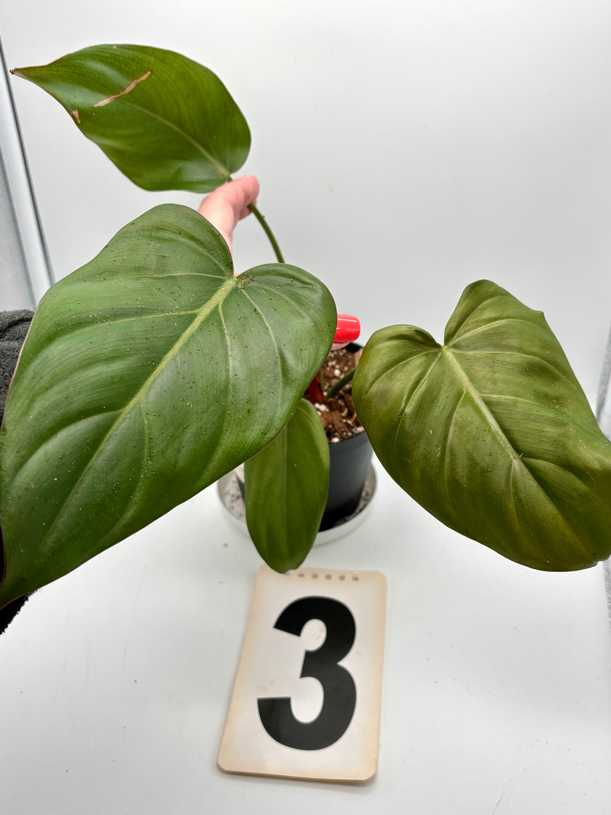 Philodendron Summer Glori