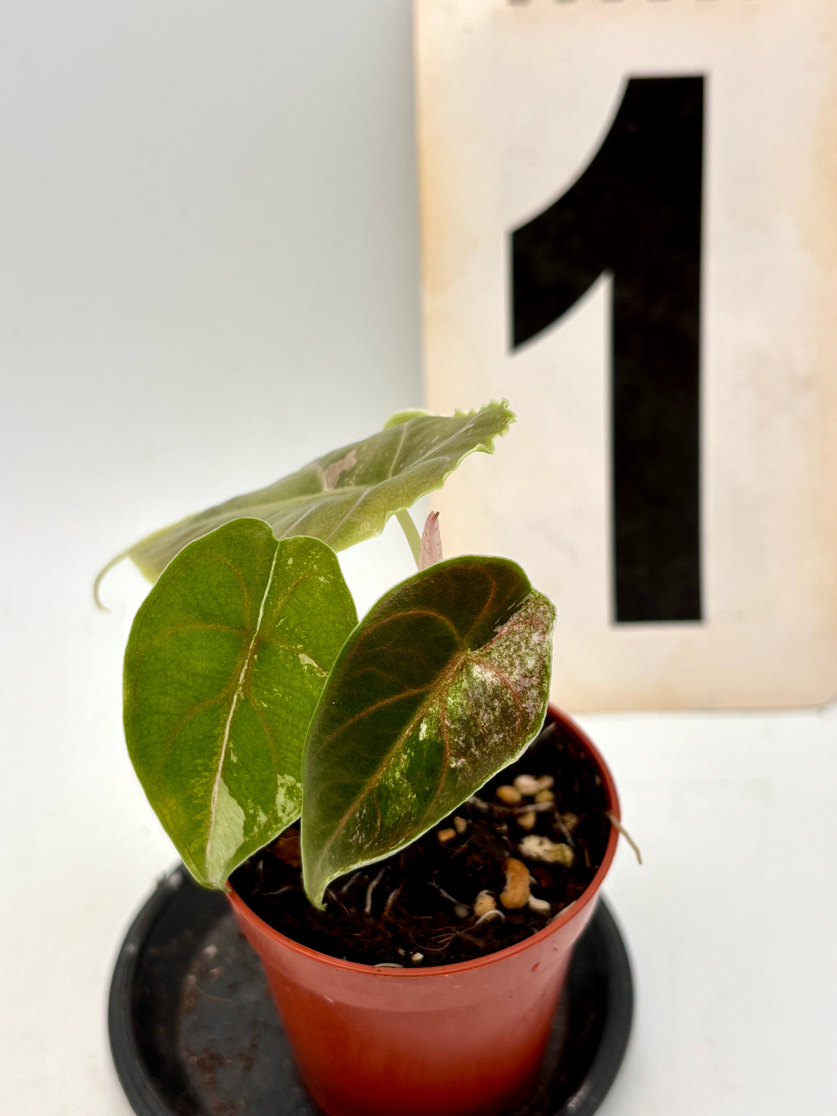 Alocasia Azlanii Variegata