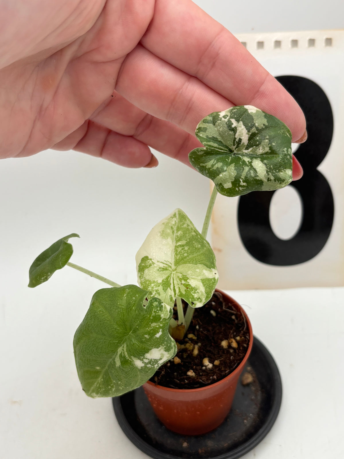 Alocasia Melo Albo Variegata von Exotic-Flowers, große grüne Pflanze mit weißen variegierten Blättern, im Top.