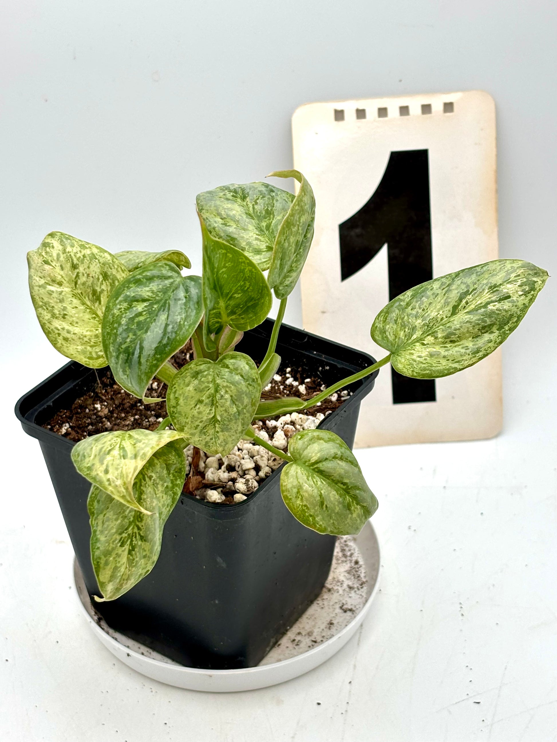 Philodendron Sodiroi Variegata Pflanze von Exotic-Flowers mit grünen und cremefarbenen Blättern, im Top auf einem Holztisch
