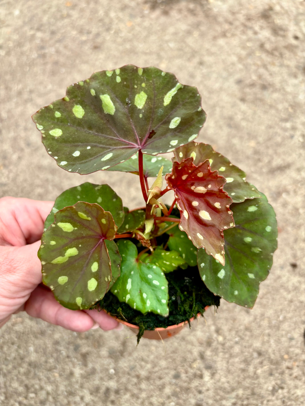 Begonia Betsy