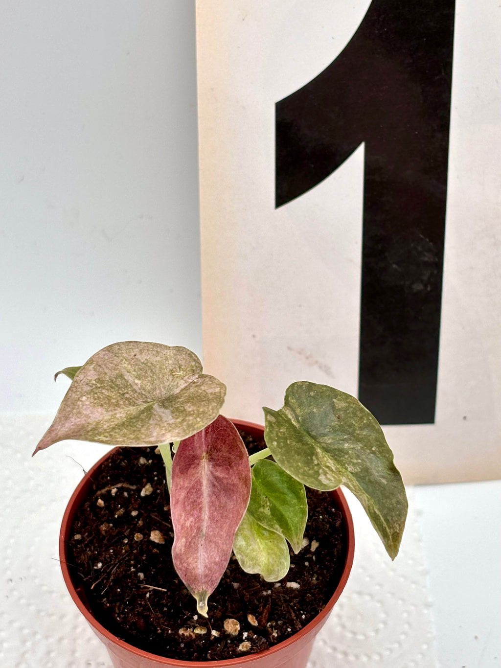 Alocasia Cuprea Mint Variegata