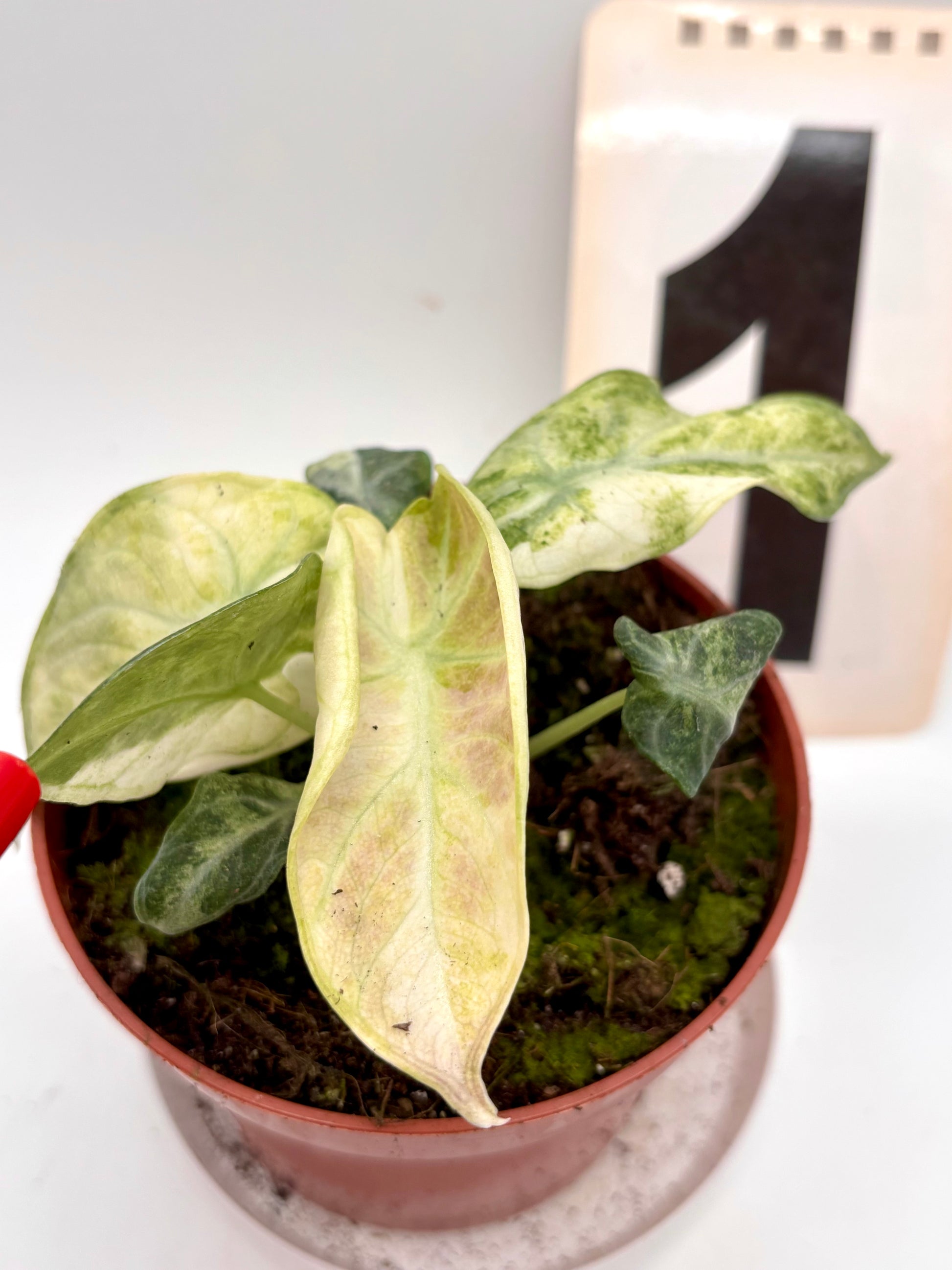 Alocasia Ninja Tricolor