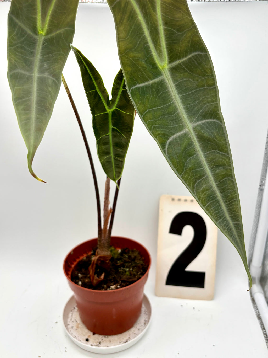 Alocasia Longiloba Silver Pflanze von Exotic-Flowers mit großen silbrigen Blättern, Nahaufnahme der Blätter und Stängel.