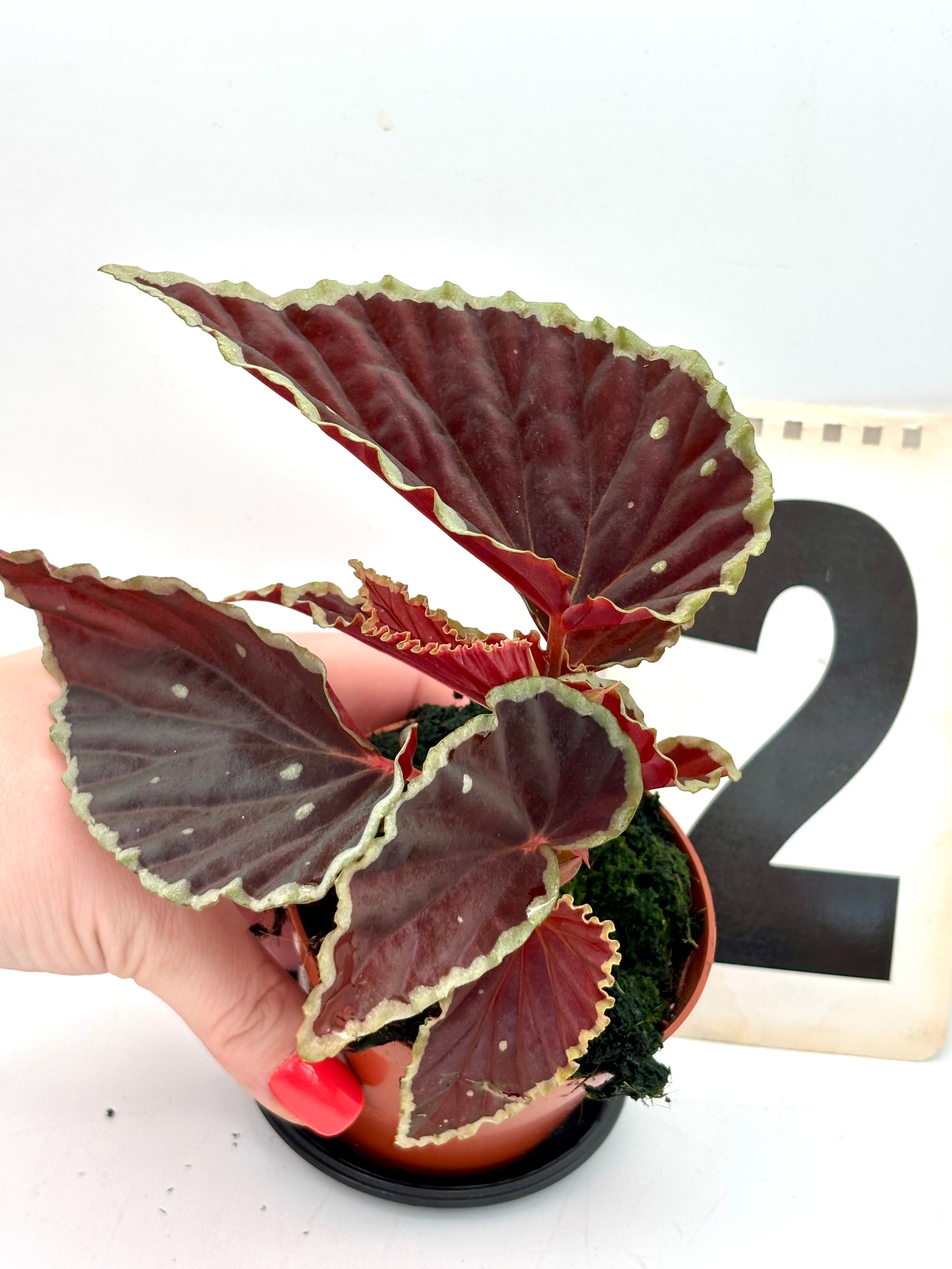 Grüne Begonia darthvaderiana ‘Green Spots’ Pflanze mit dunkelroten Blättern und grünen Flecken, von Exotic-Flowers.