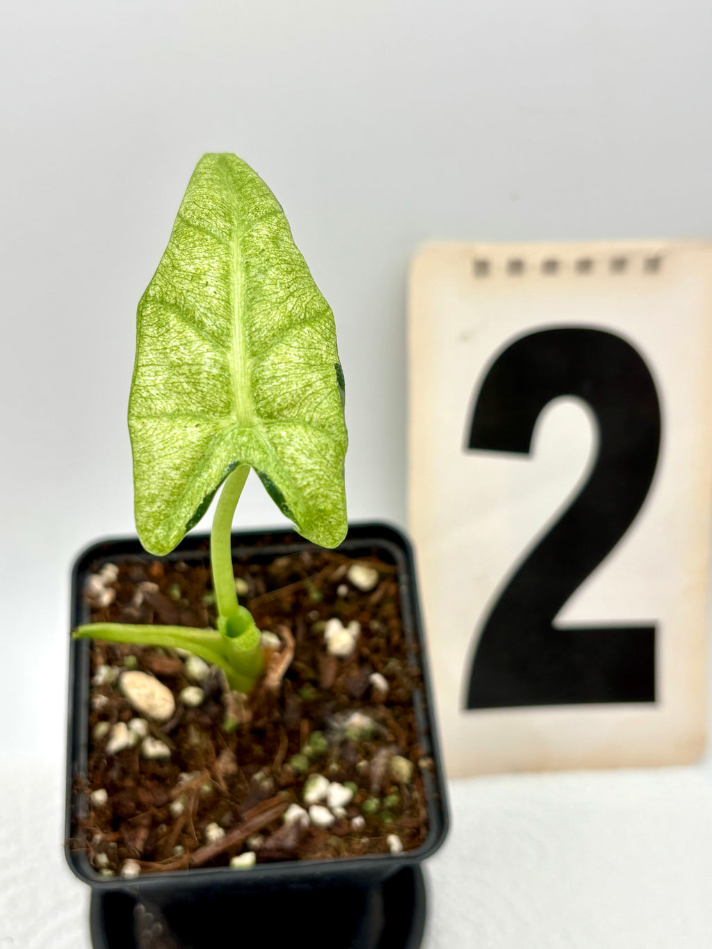 Alocasia Frydek Mint Pflanze von Exotic-Flowers mit grünen, gestreiften Blättern in Topf auf weißem Hintergrund