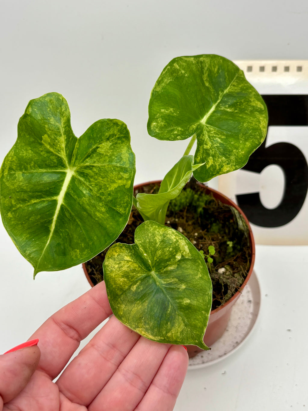 Alocasia London Eye Variegata
