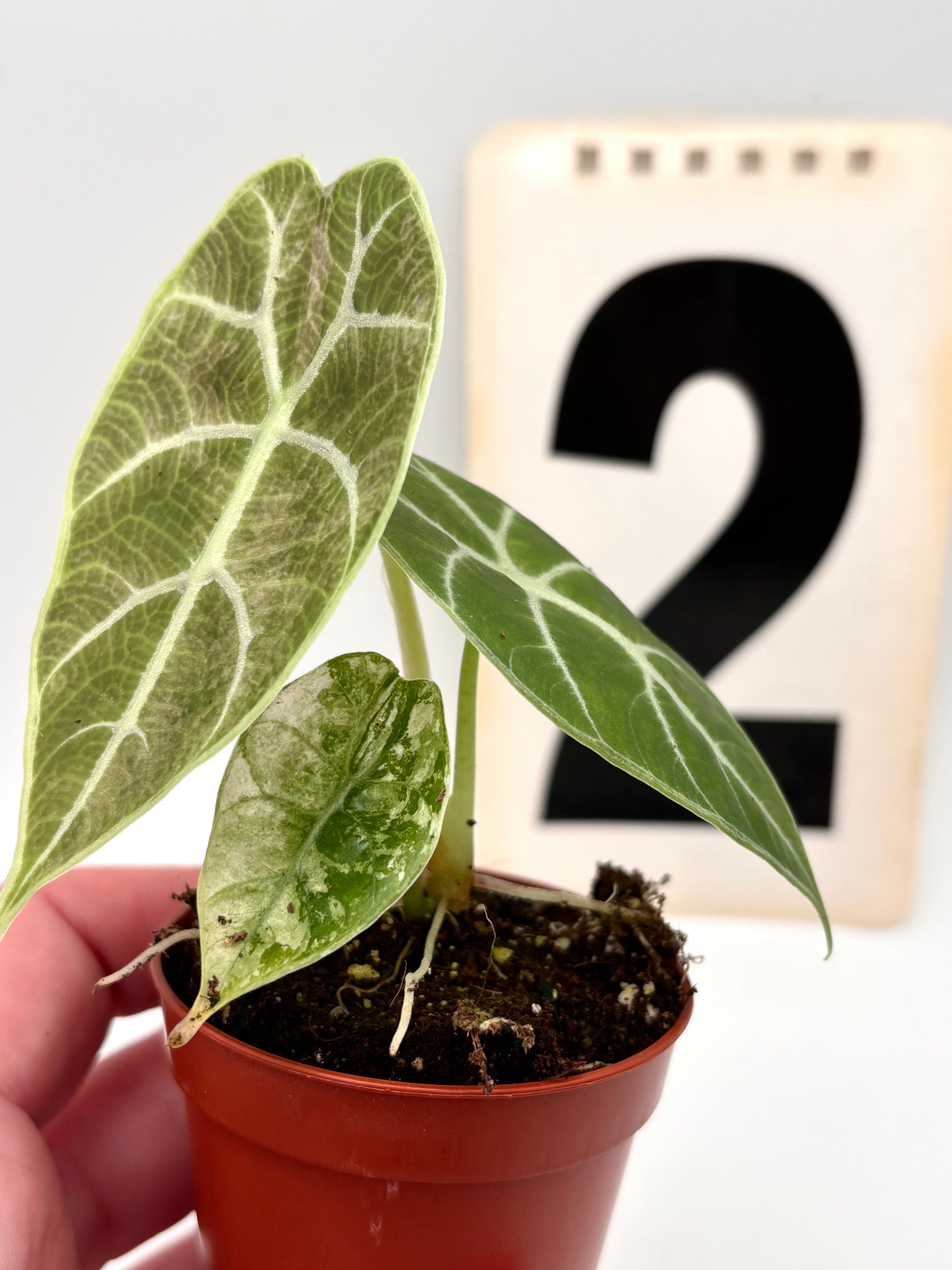 Alocasia Watsoniana Doff Variegata