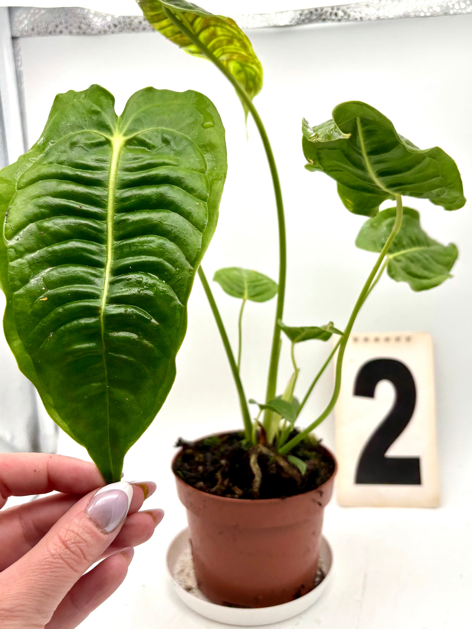 Anthurium Veitchii