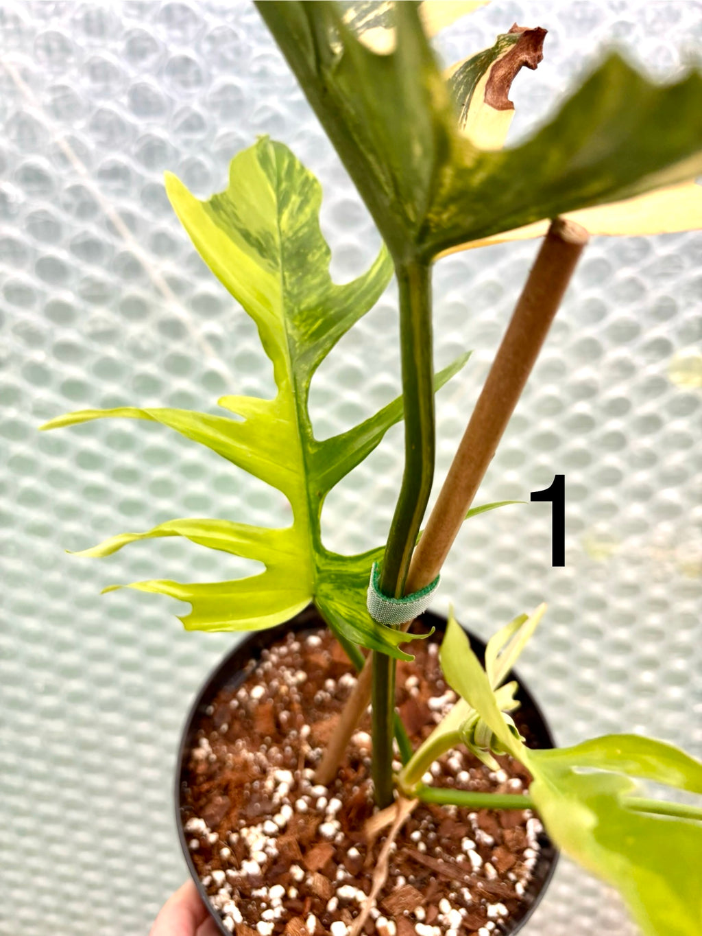 Philodendron Tortum Variegata x Florida Beauty