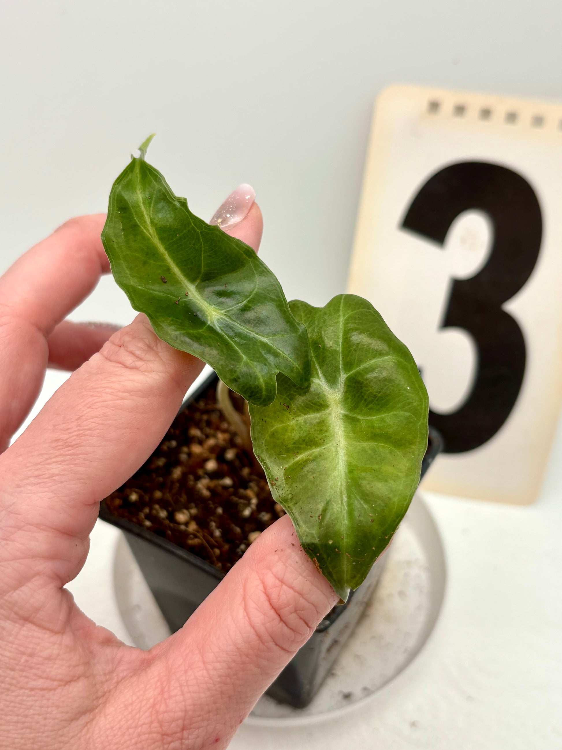 Alocasia Venom Pflanze mit großen, grünen Blättern und auffälligen schwarzen Mustern, von Exotic-Flowers, detailreiche Aufnahme