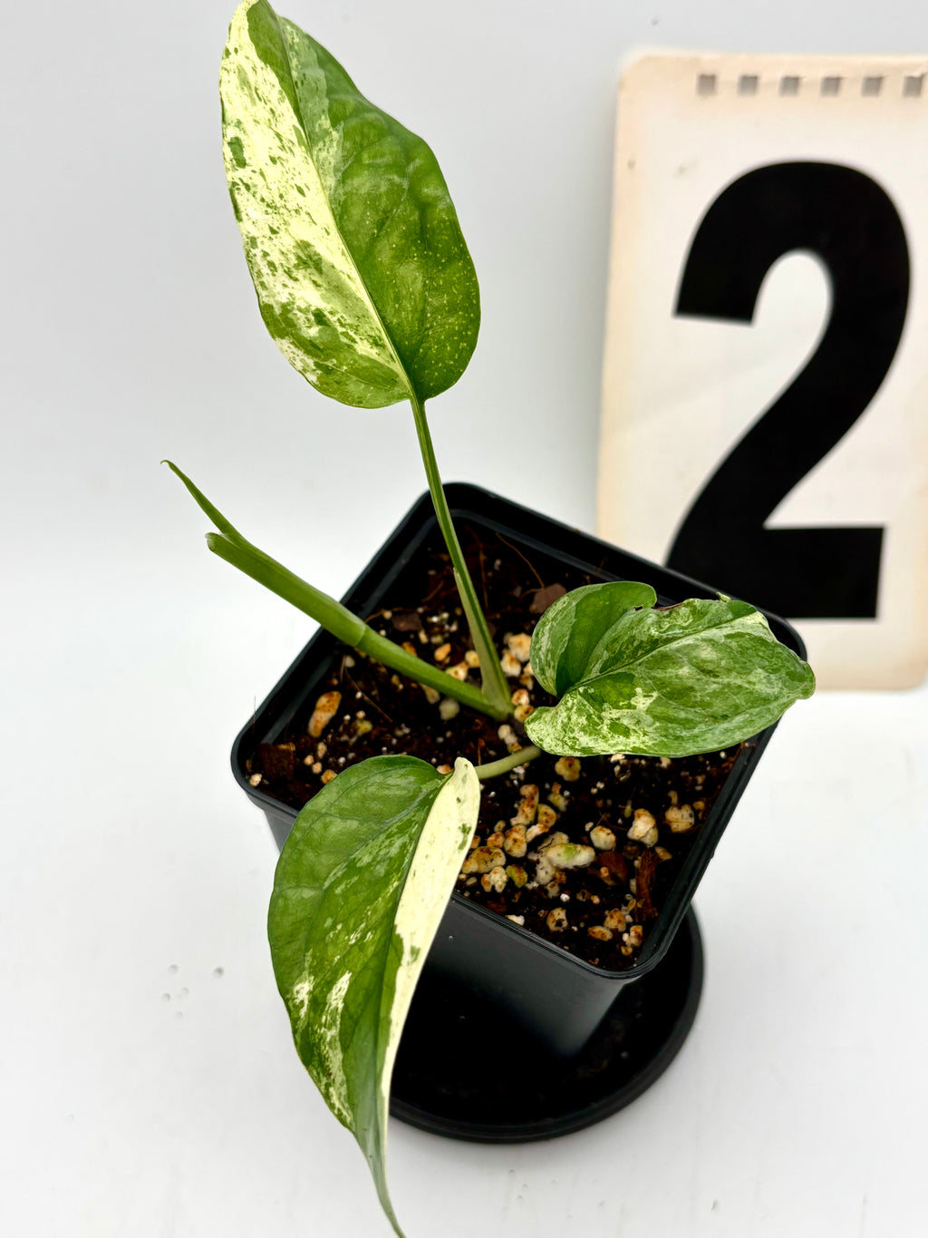 Epipremnum Cebu Blue Variegata Pflanze von Exotic-Flowers mit grün-blauen Blättern und variegierter Musterung