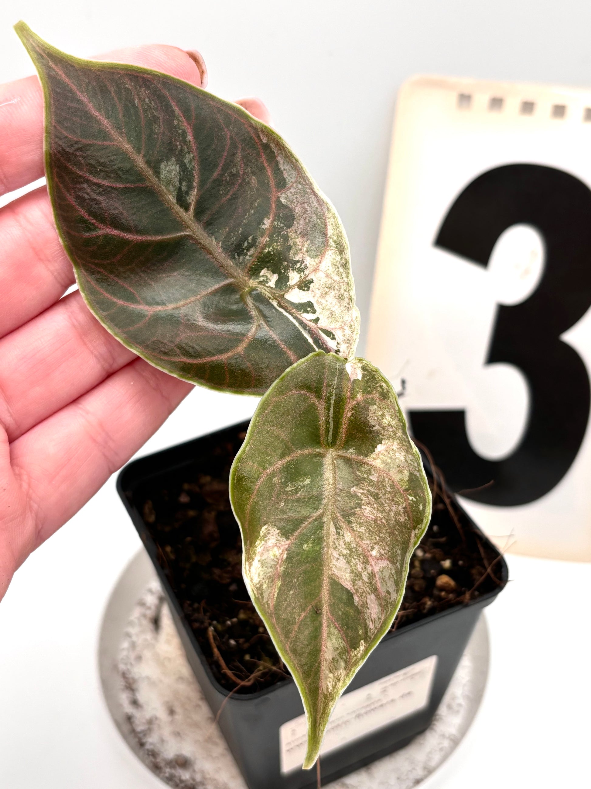 Alocasia Azlanii Variegata