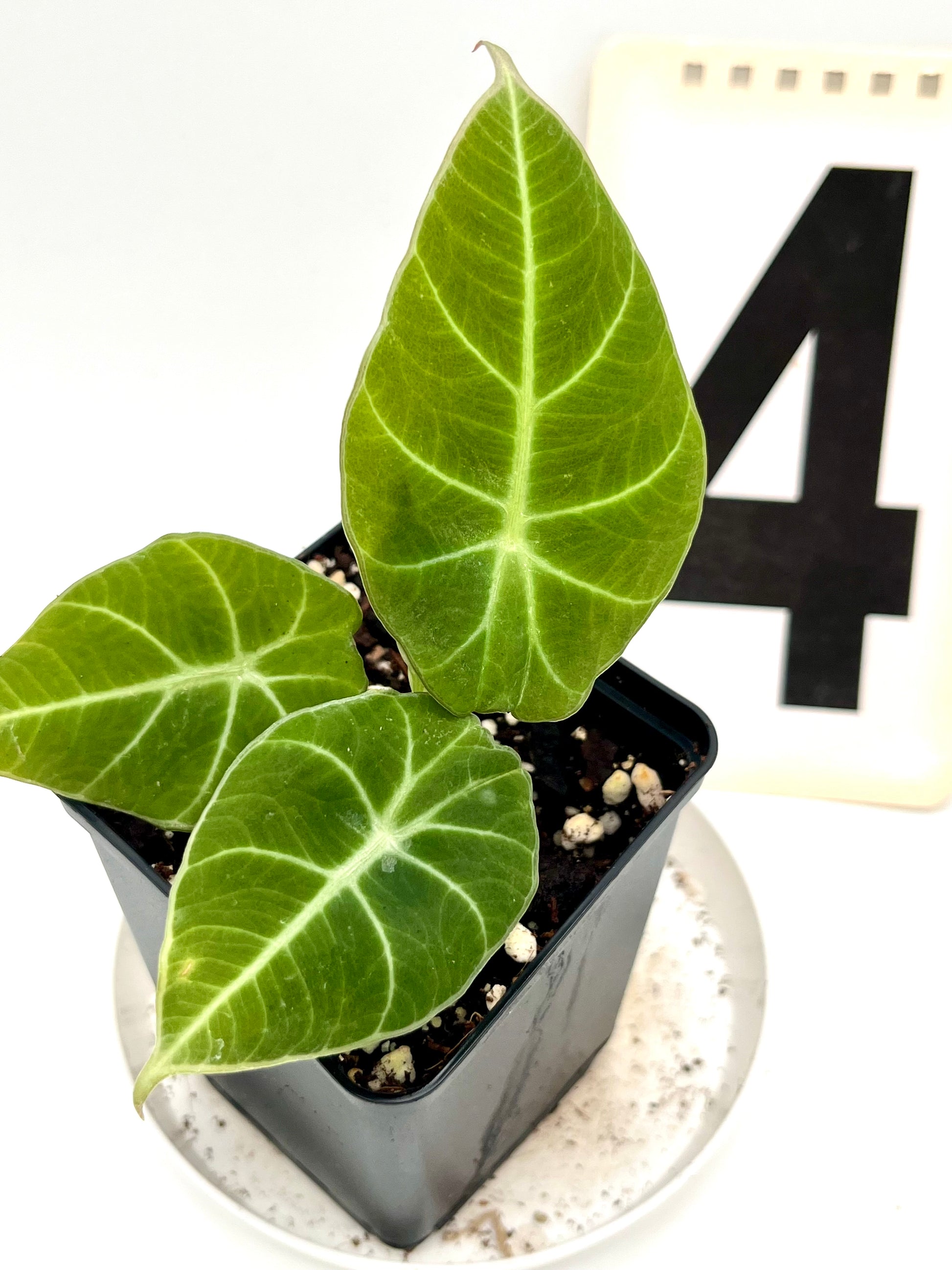 Alocasia Green Velvet