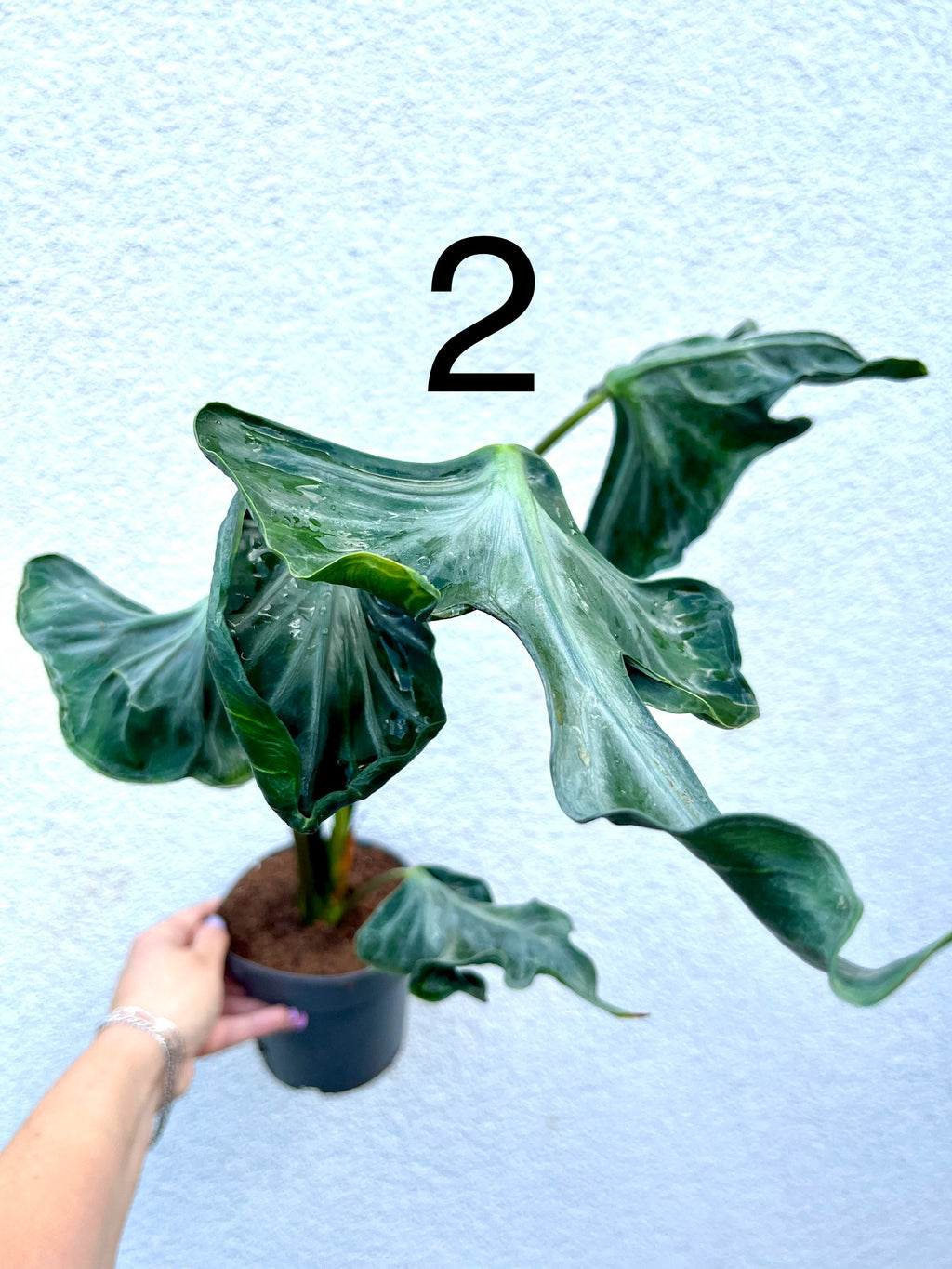 Alocasia Teletubbies